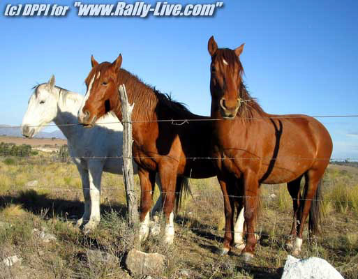 AUTO - WRC 2004 - ARGENTINA RALLY - CORDOBA 18/07/2004 - PHOTO : FRANCOIS BAUDIN / DPPI