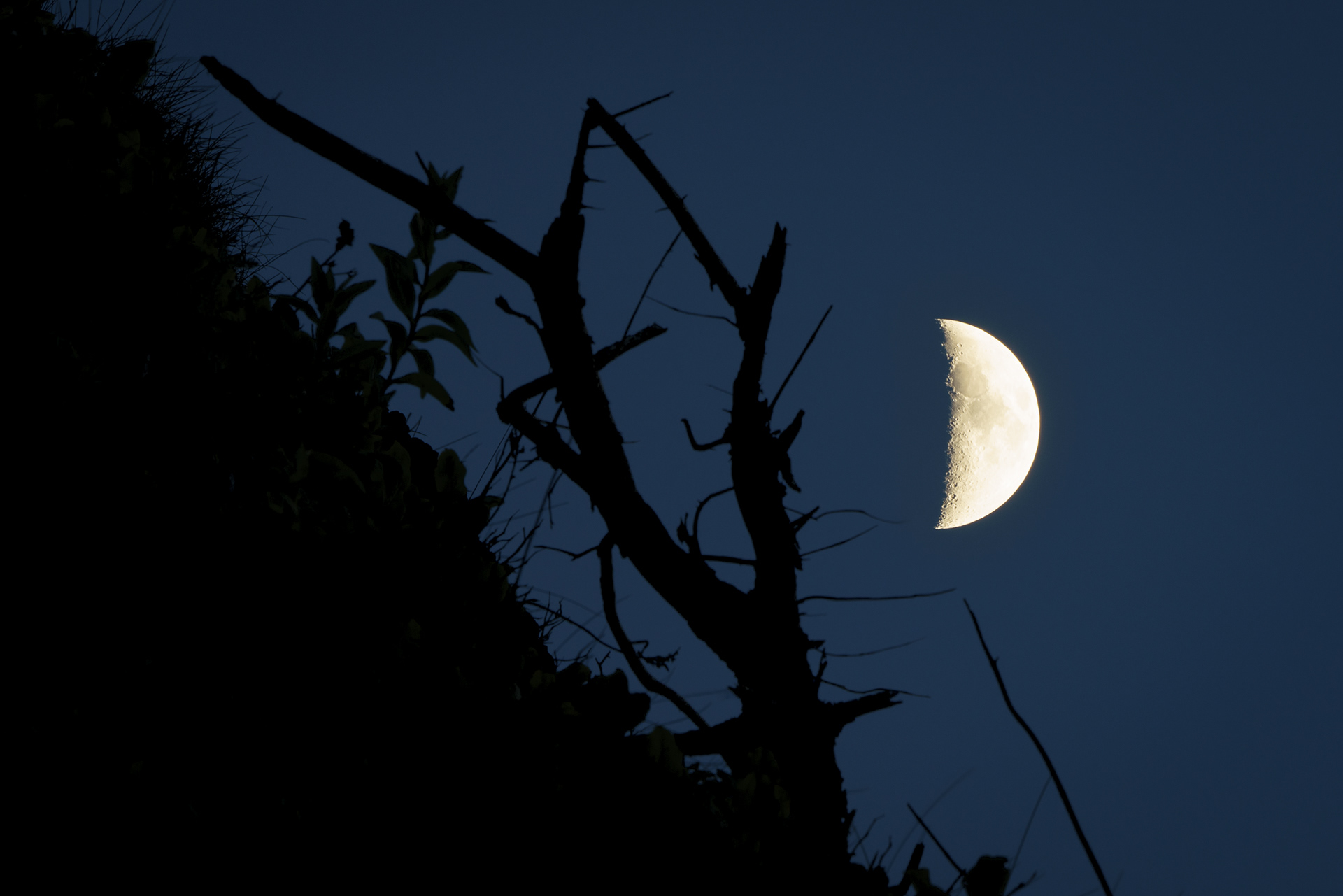 Quarter Moon