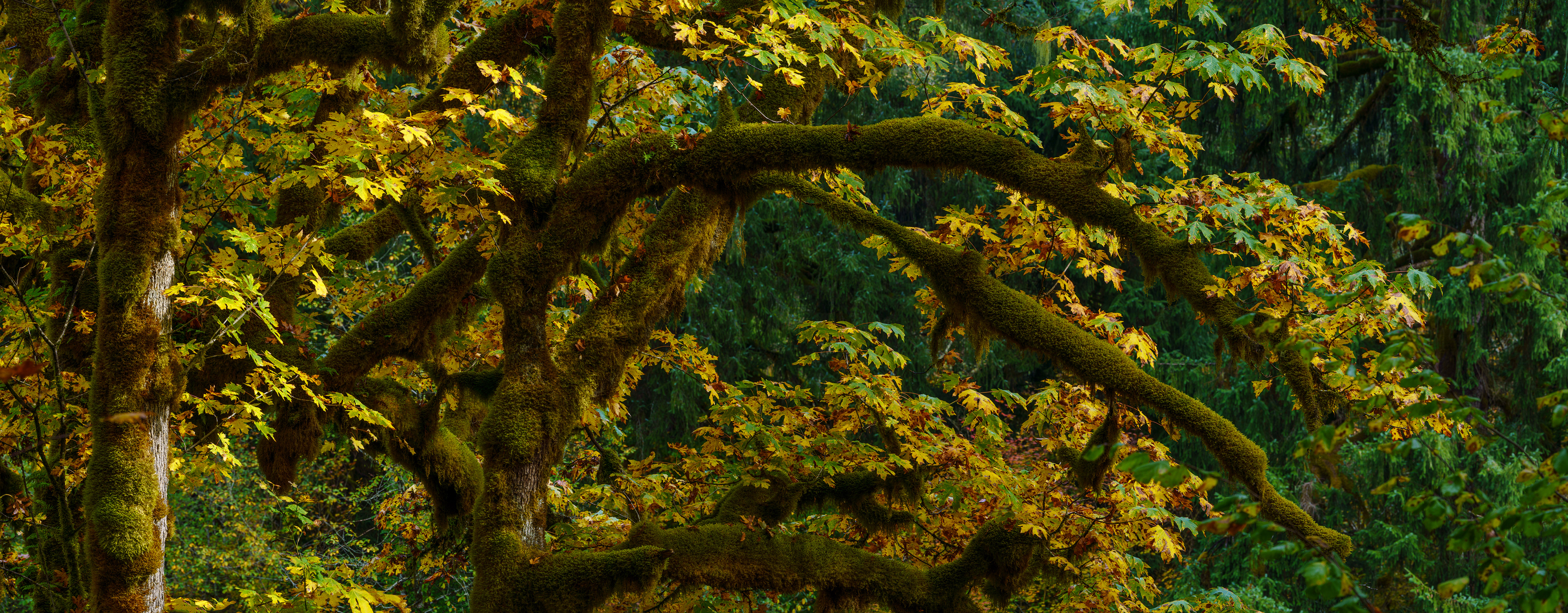 Maple Color Middle Fork Snoqualmie River
