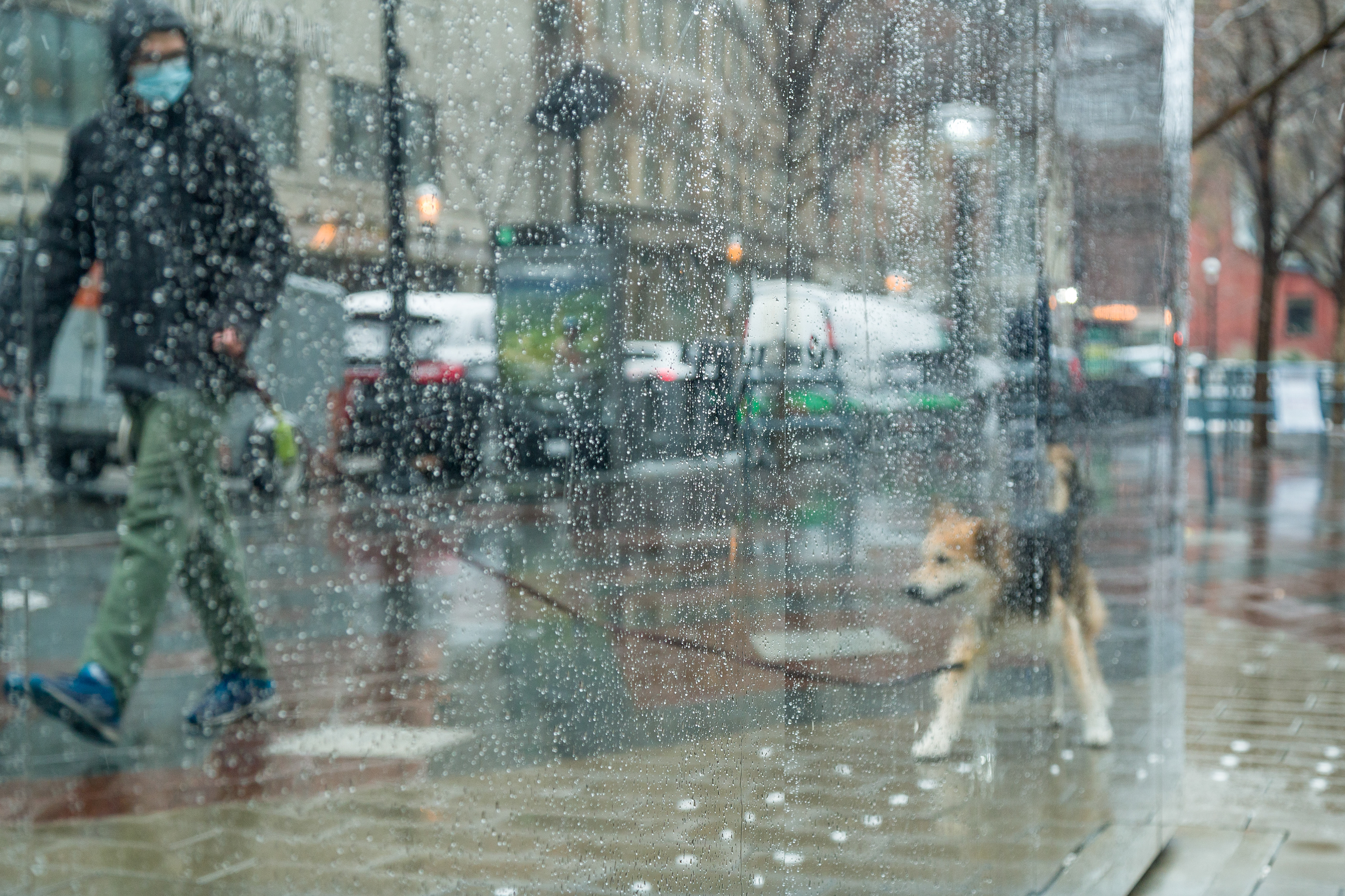 The Dog Walker