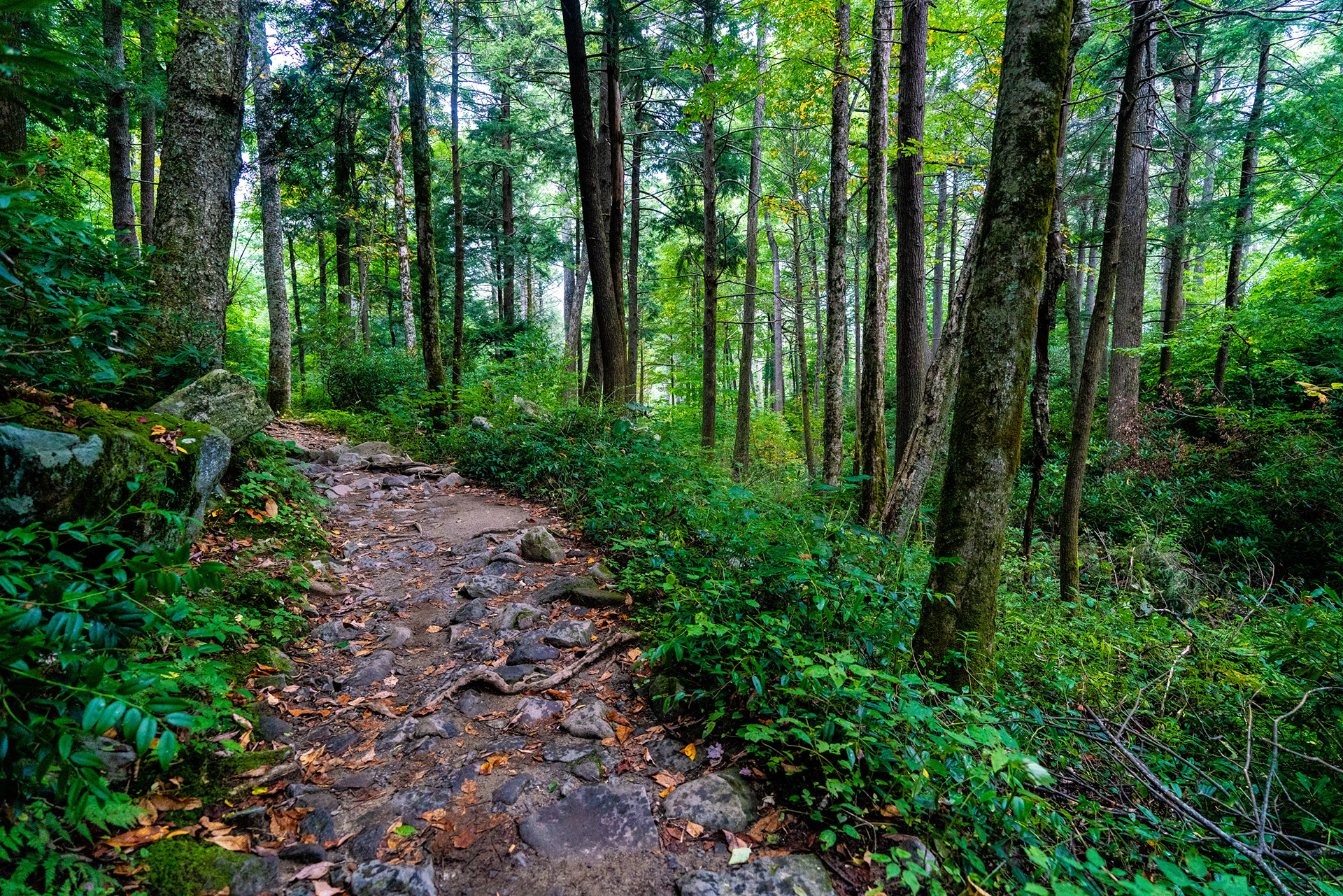 A Trail of Trees