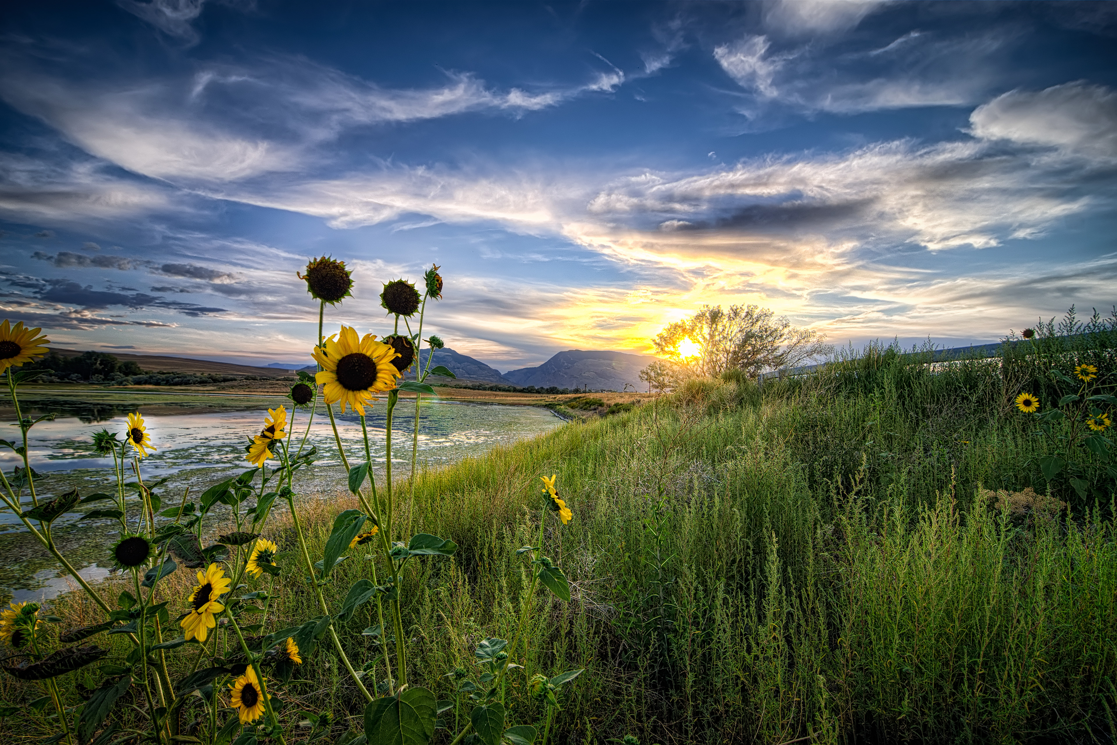 Good Morning Sunflower