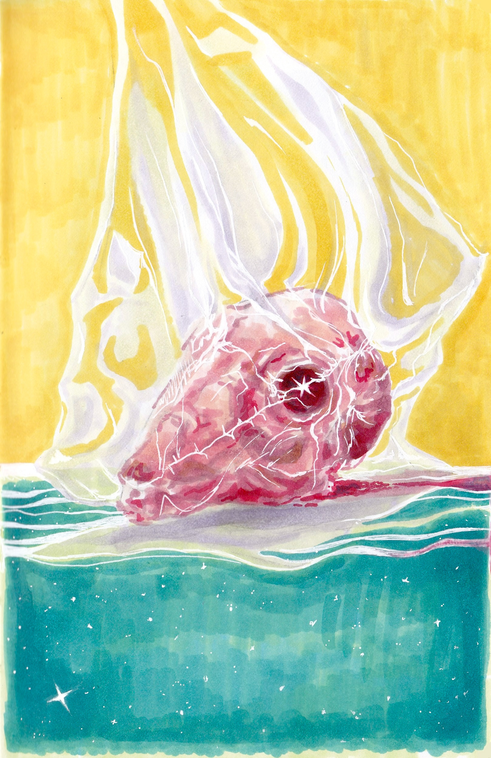 head in plastic in alochol marker - June 2026
