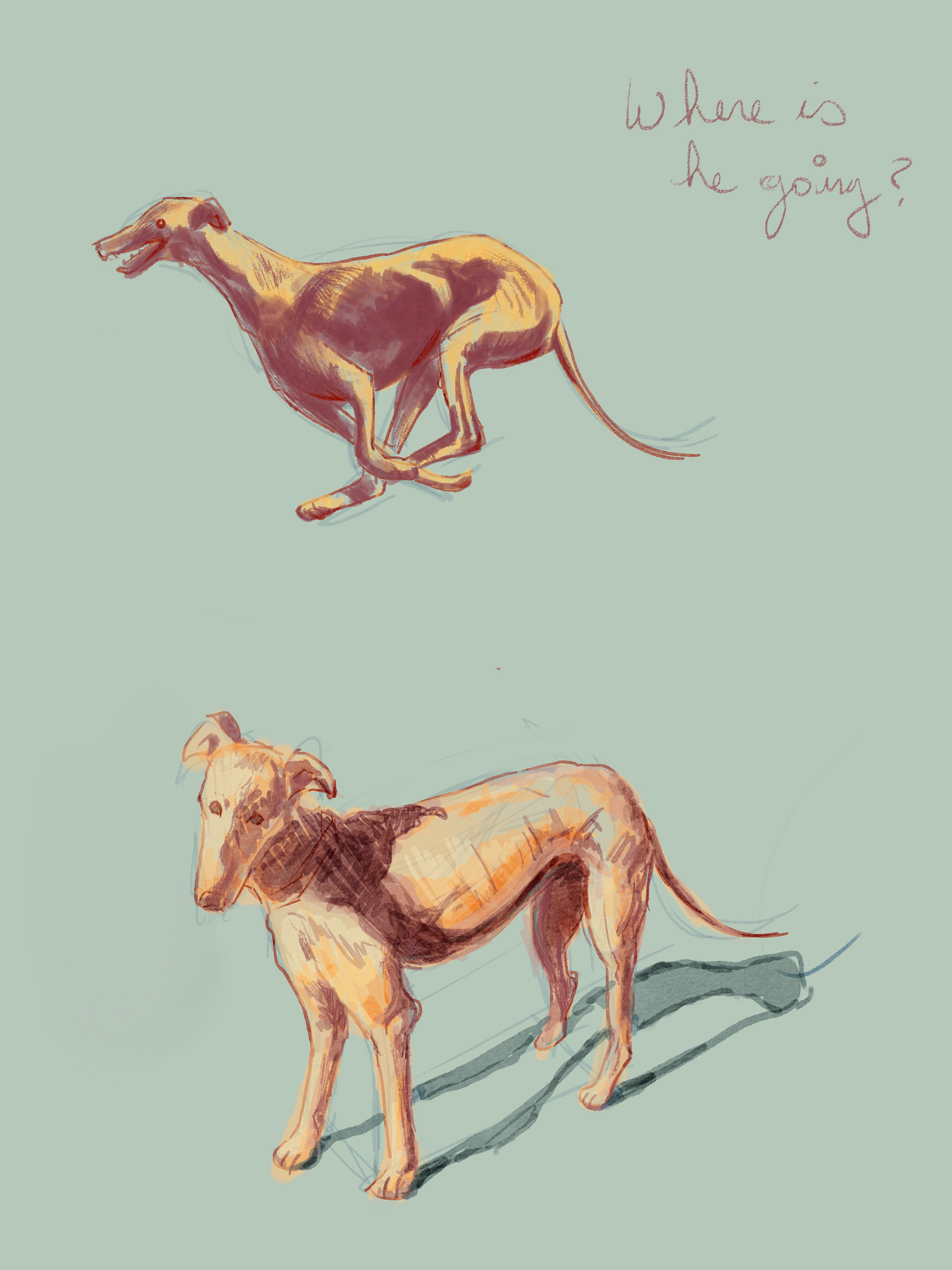greyhounds in early 2026 