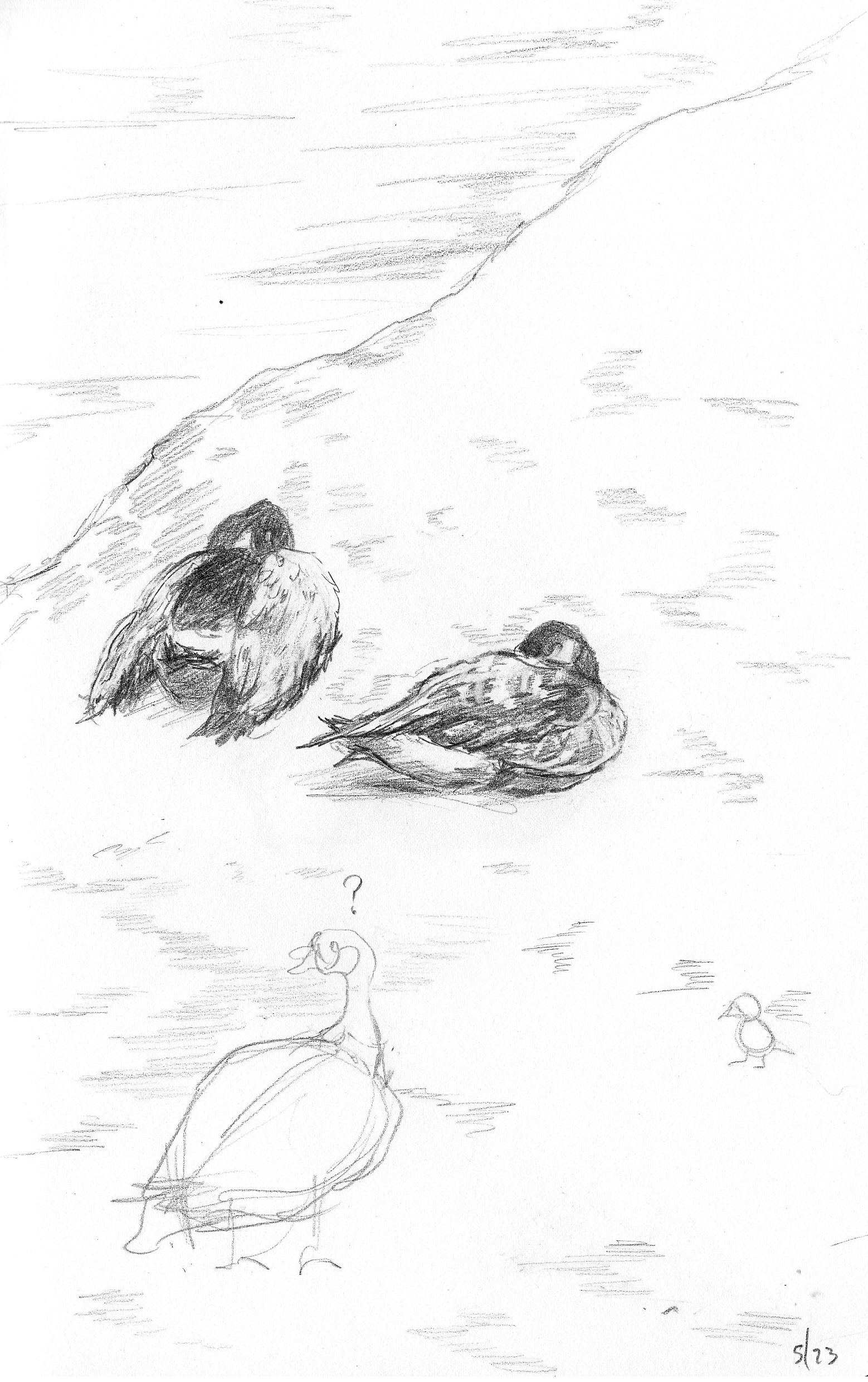 graphite studies of geese in carkeek park - may 2026