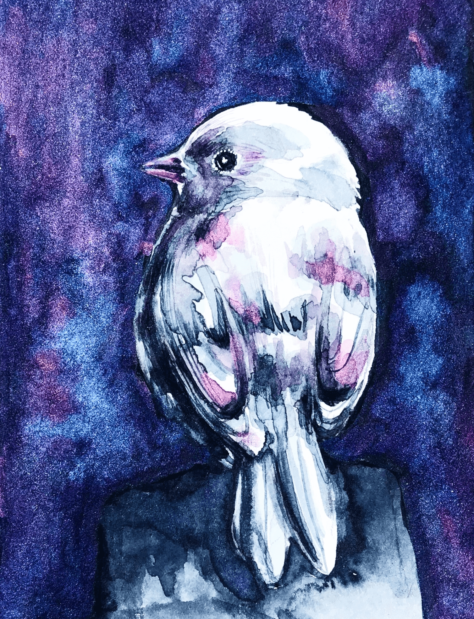 Dark-Eyed Junco (Leucistic)