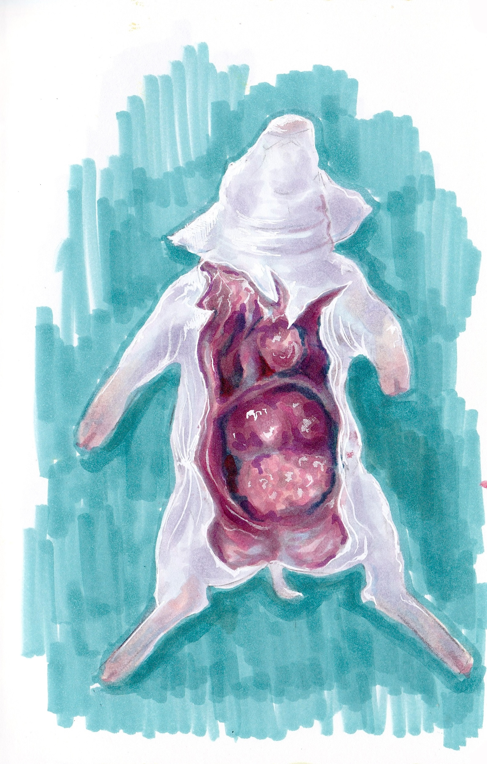 dissected fetal pig in alochol marker - June 2026