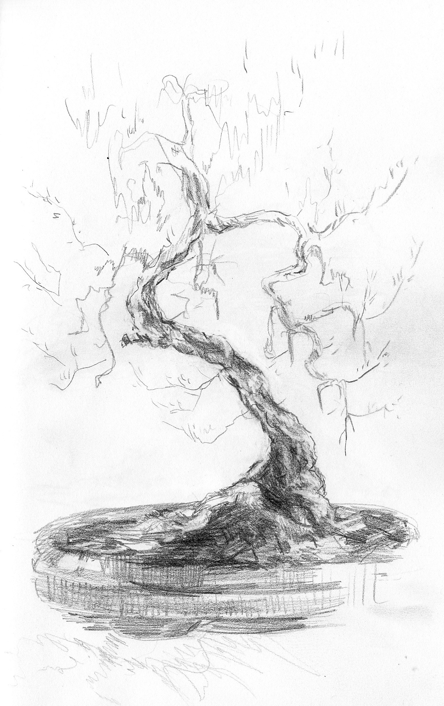study of bonsai tree at the Pacific Bonsai Museum in federal way - June 2026