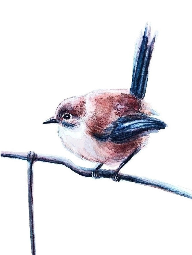 Splendid Fairywren (Female)