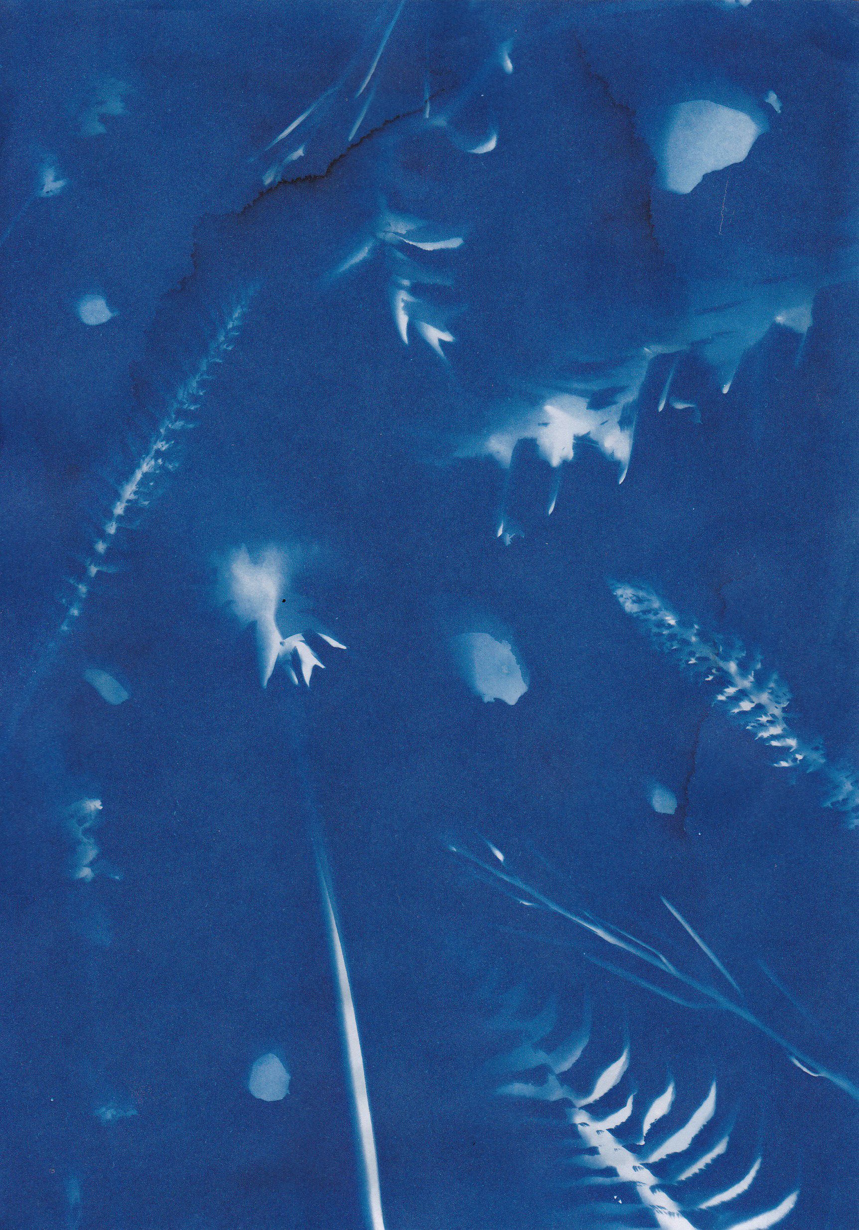 cyanotype at carkeek beach - Aprll 2026