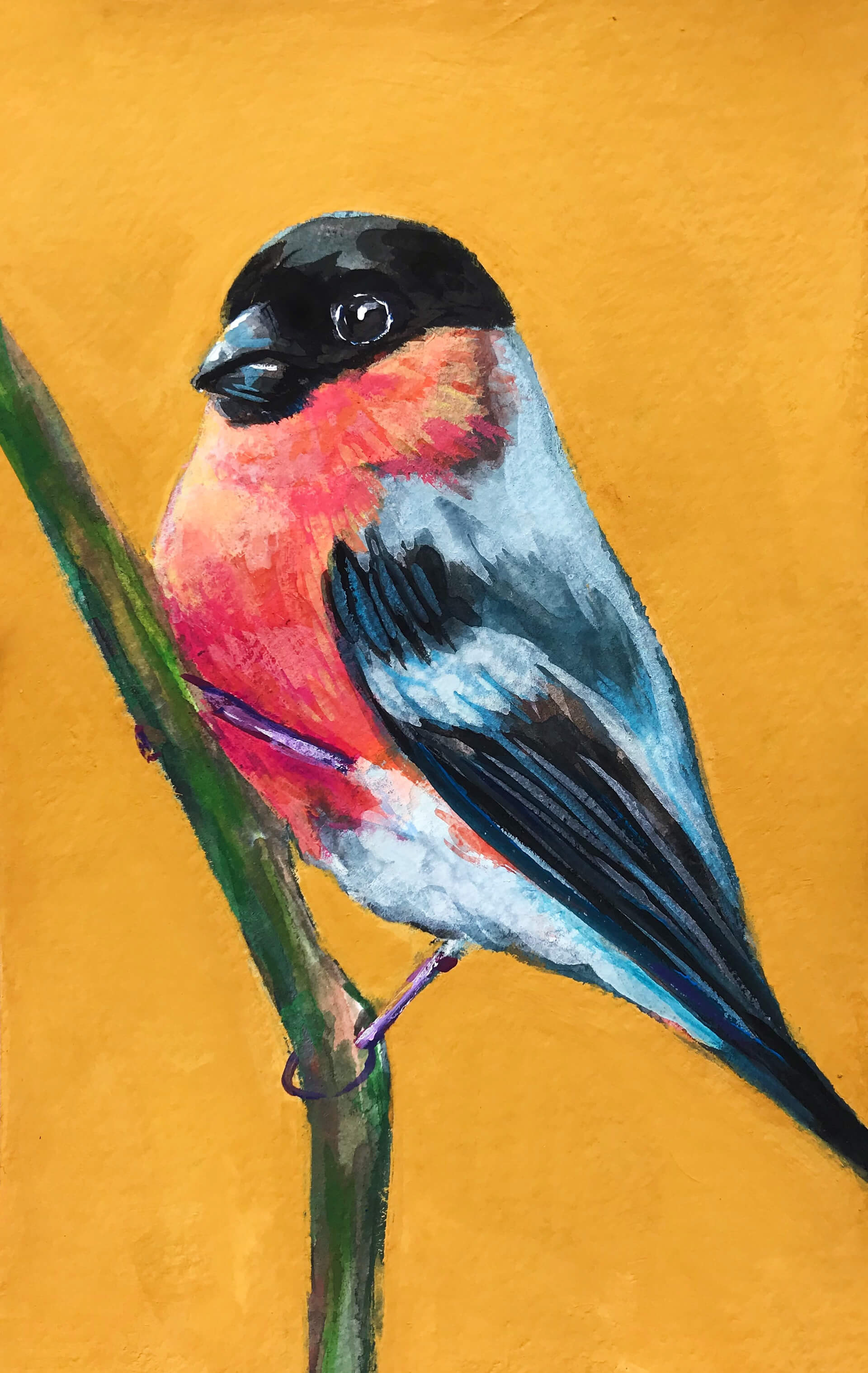 Eurasian Bullfinch (Male)