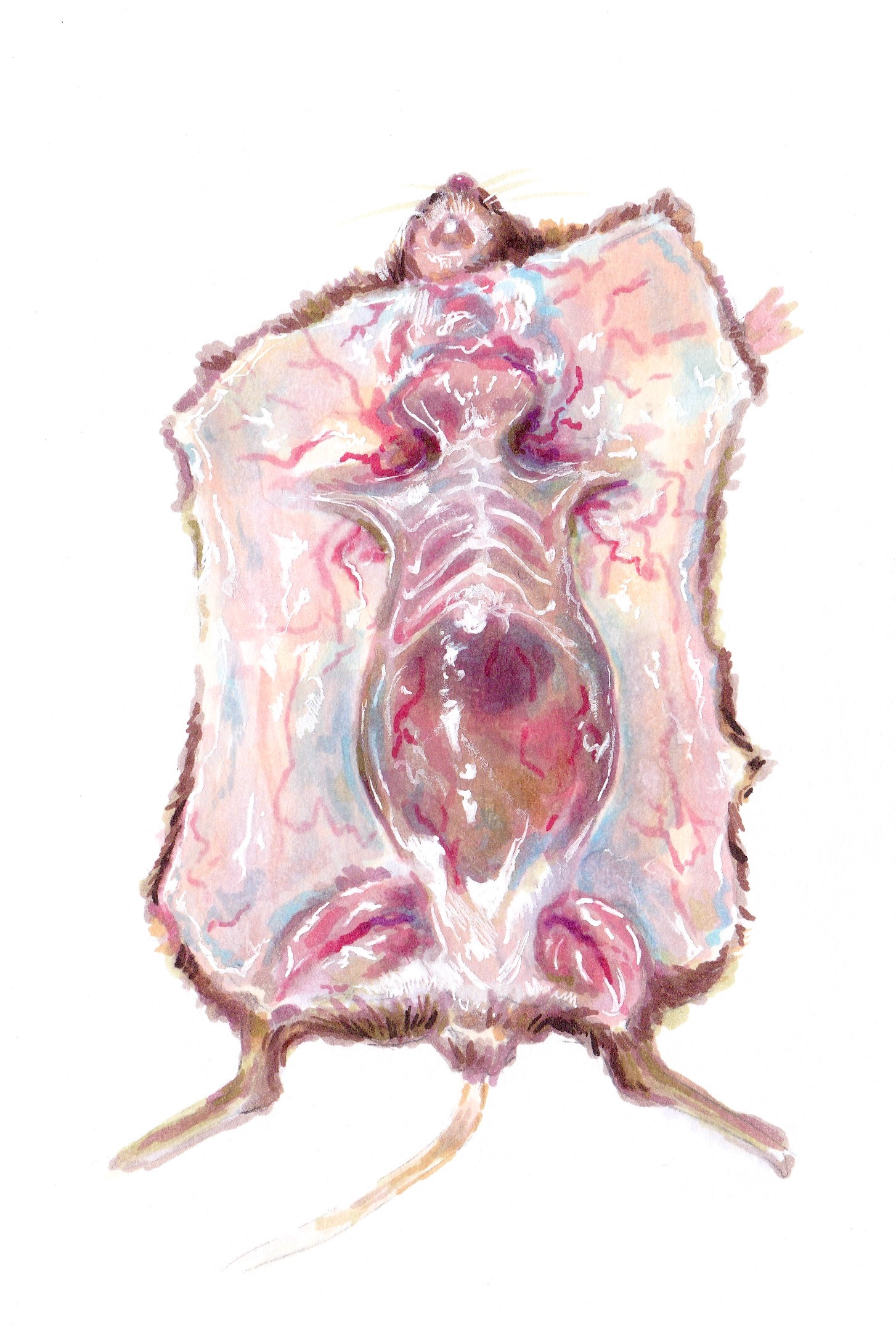 dissected rat in alcohol marker - July 2026