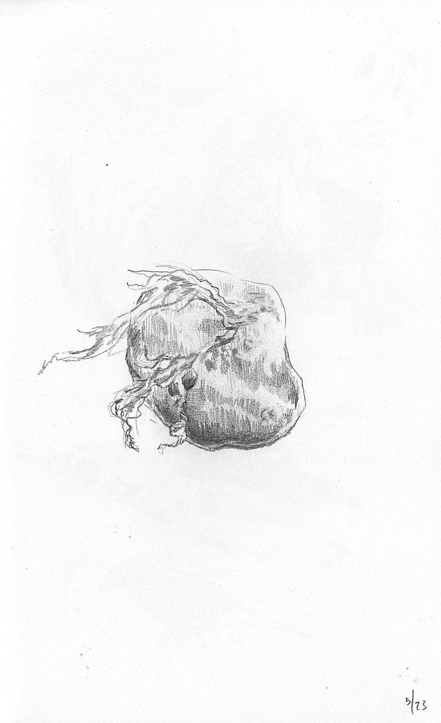 study of rock + barnacles from carkeek park - May 2026