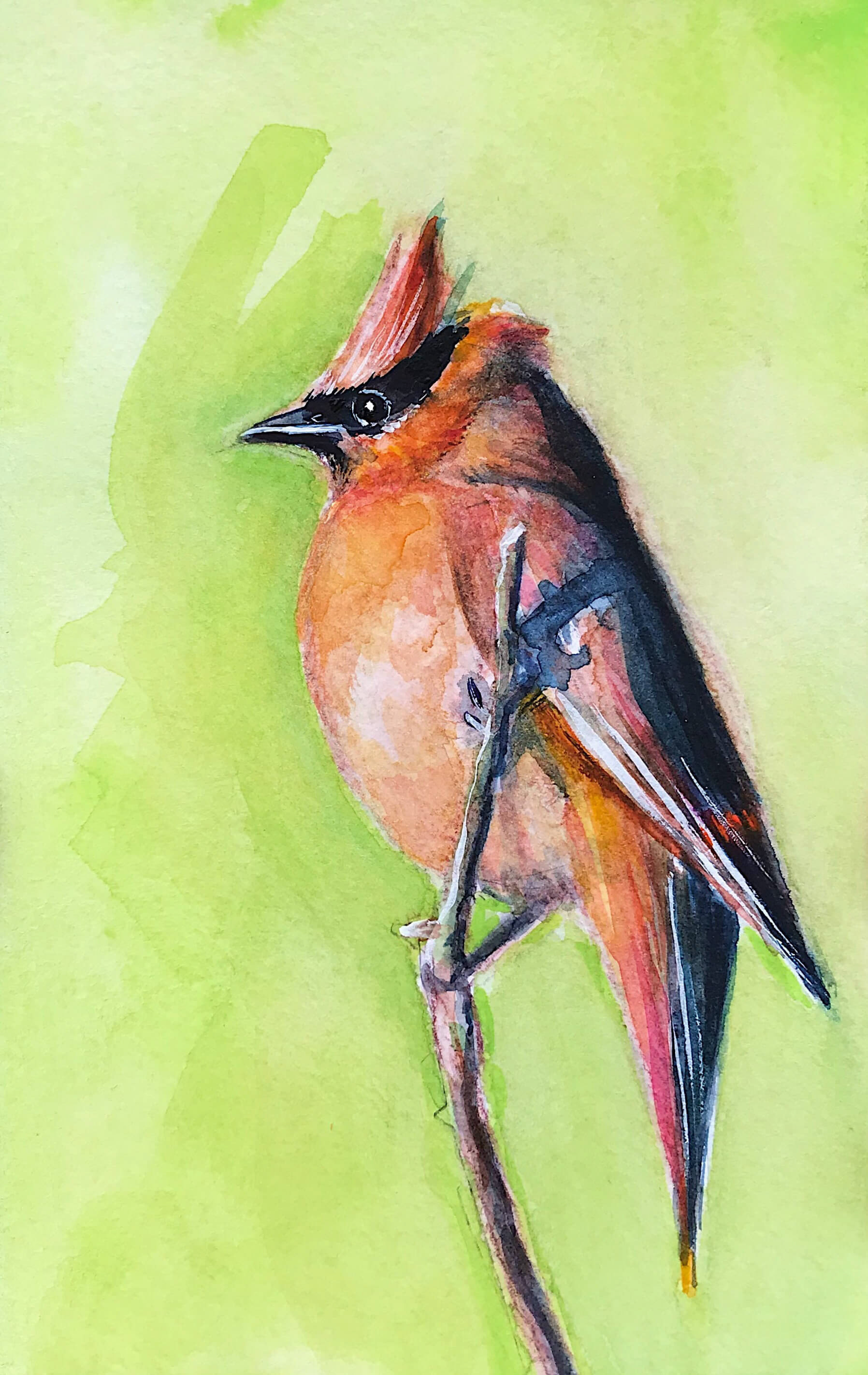 Cedar Waxwing