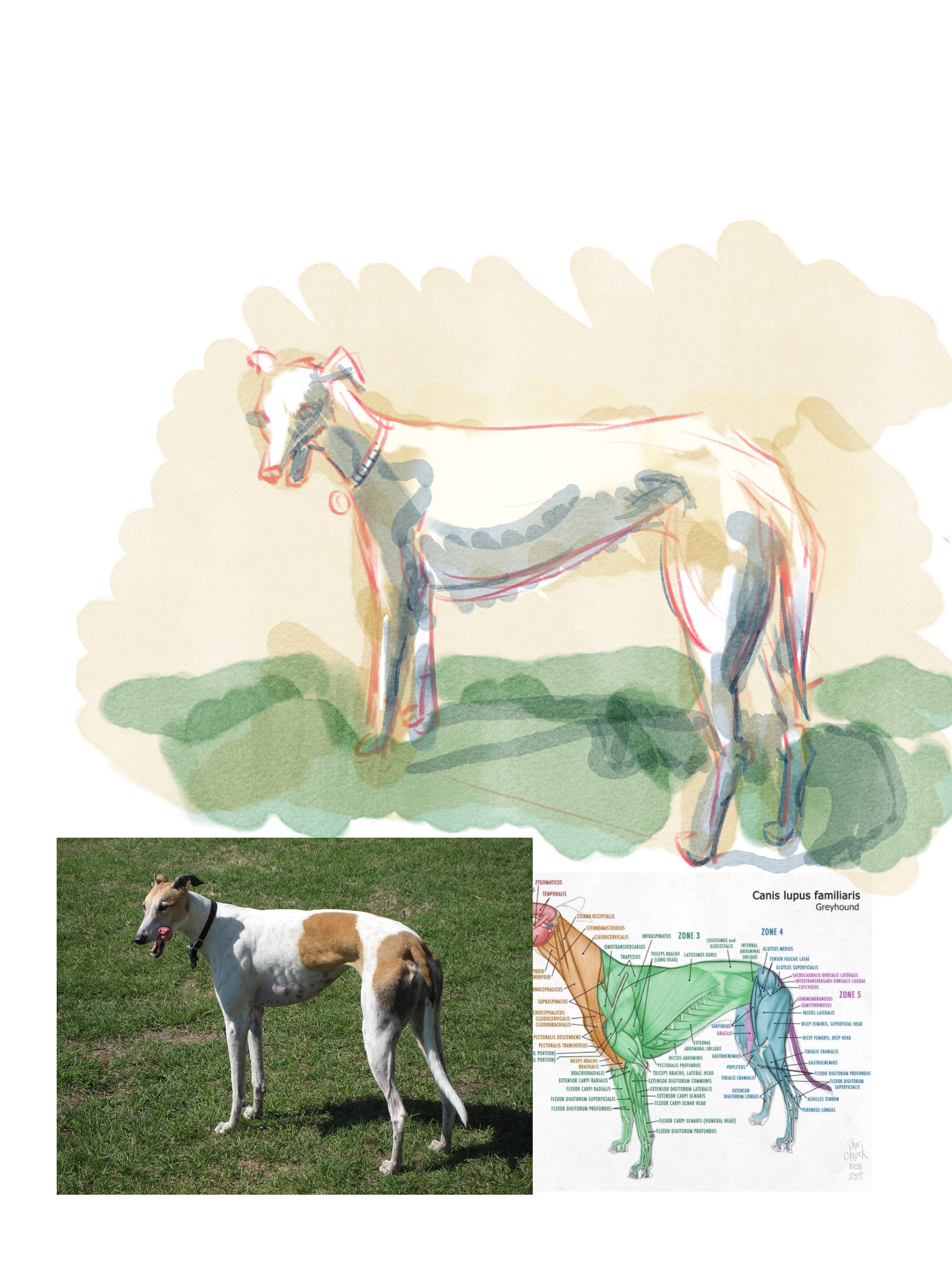 greyhounds in early 2026 