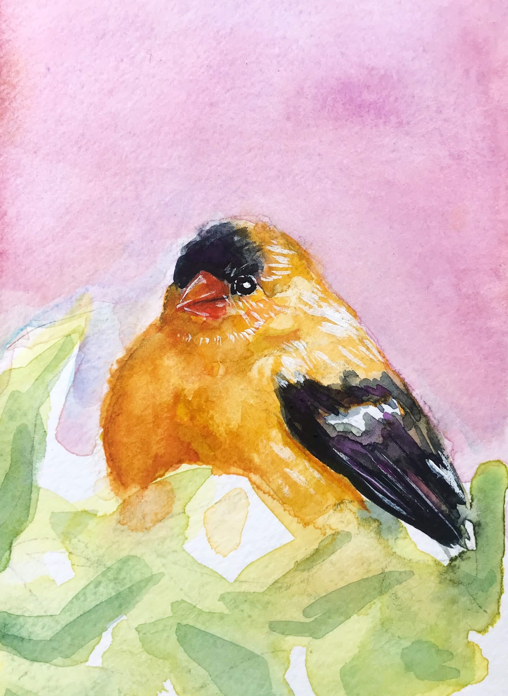 American Goldfinch