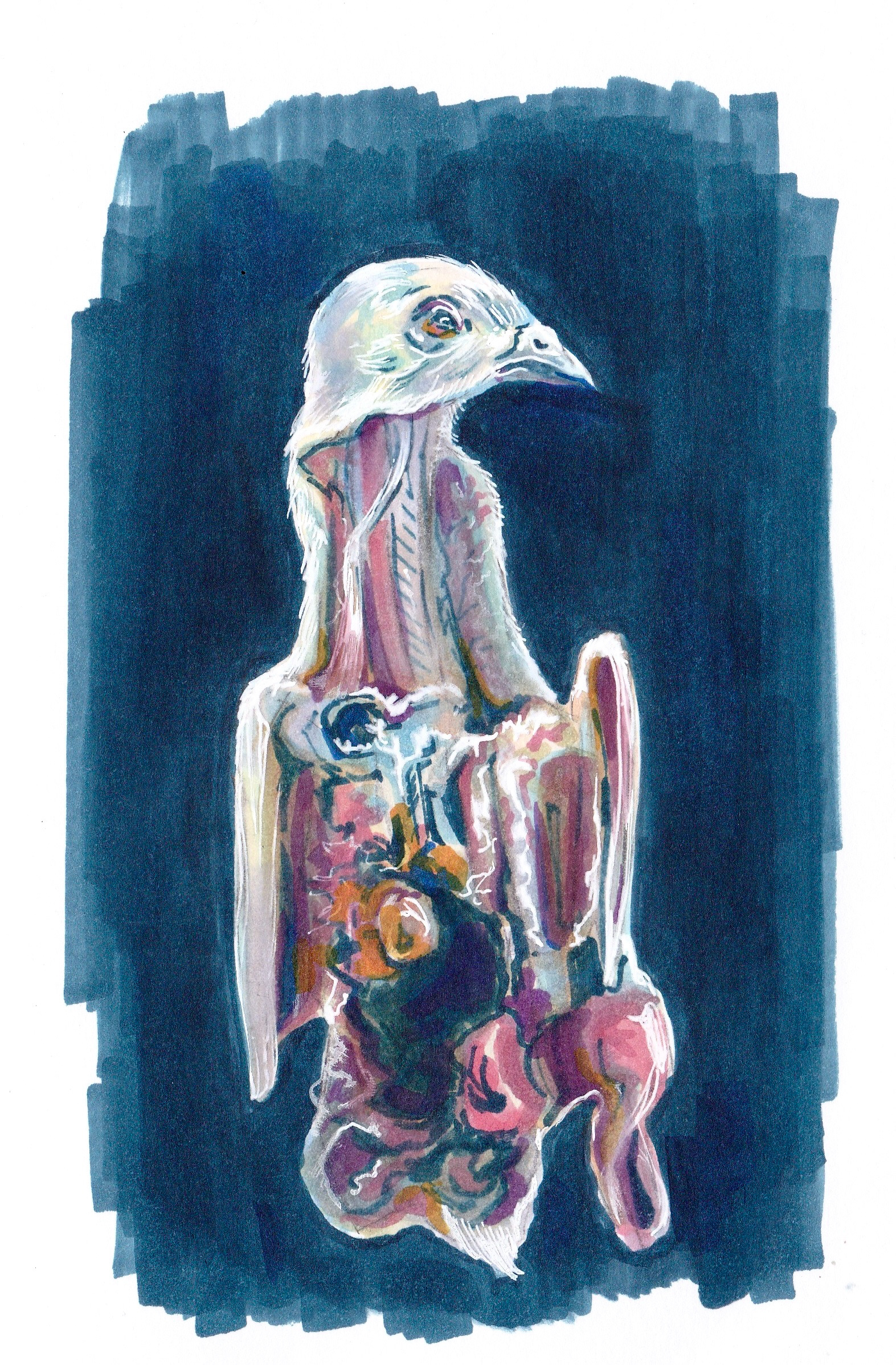 dissected bird in alcohol marker - July 2026