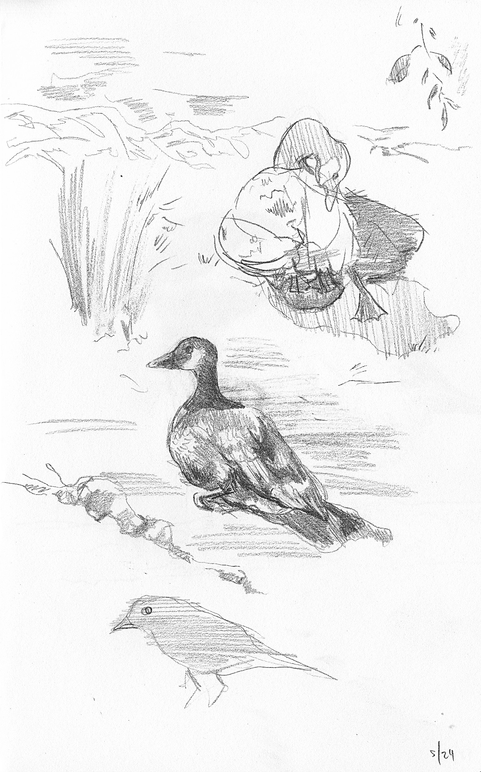 graphite studies of geese in greenlake park - late may 2026