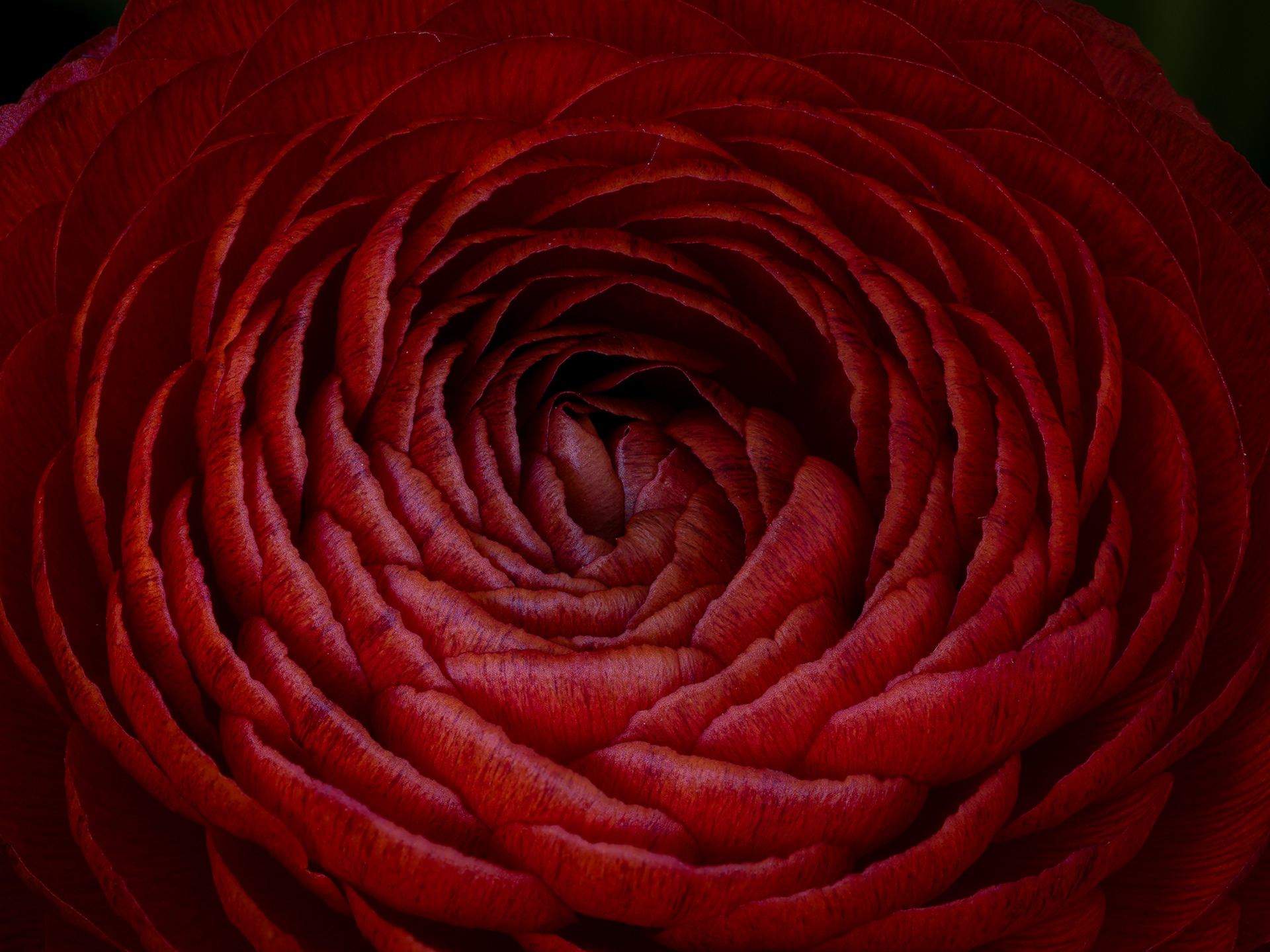Ranunculus Asiaticus