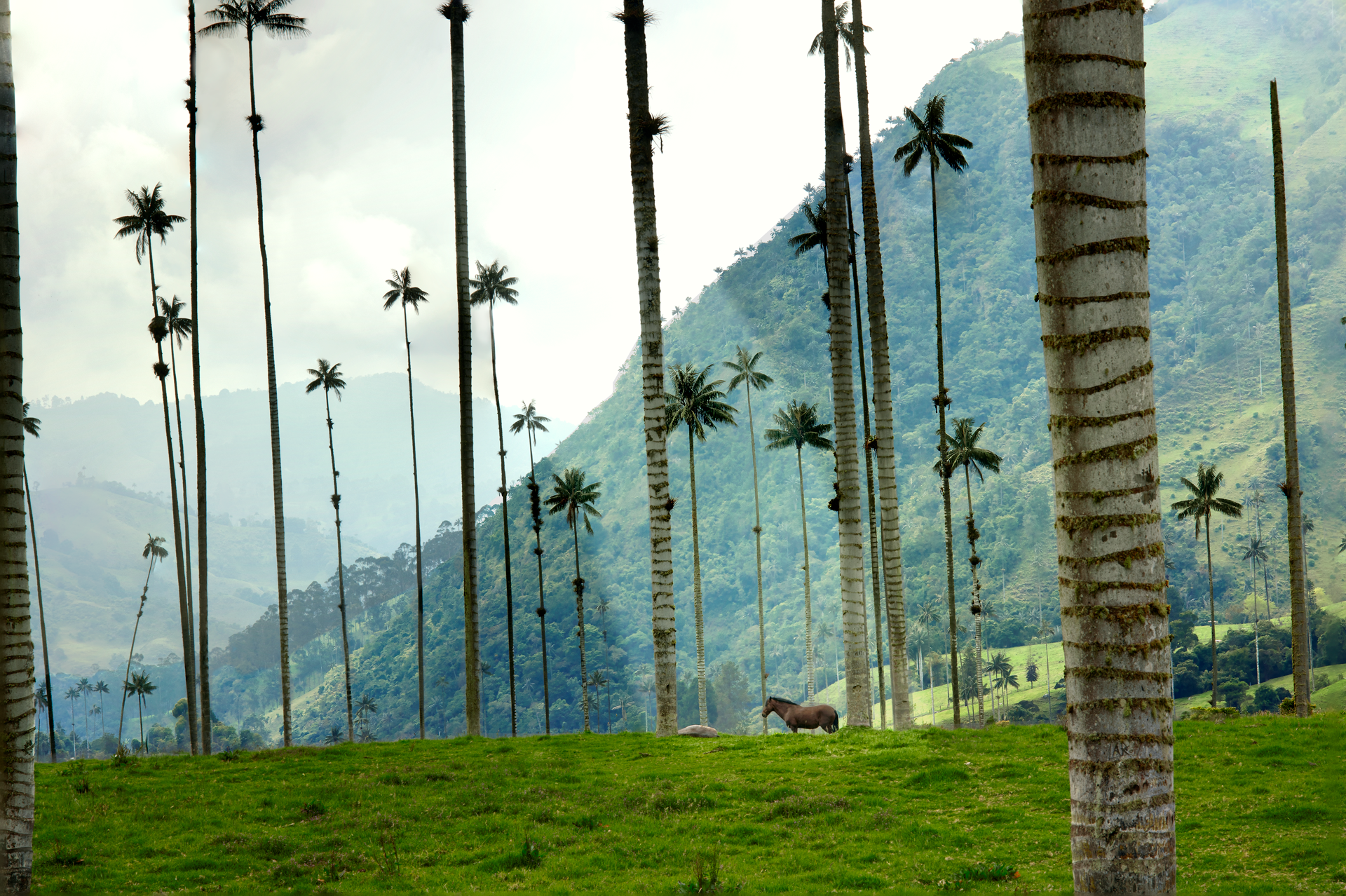 Valle del Cocora