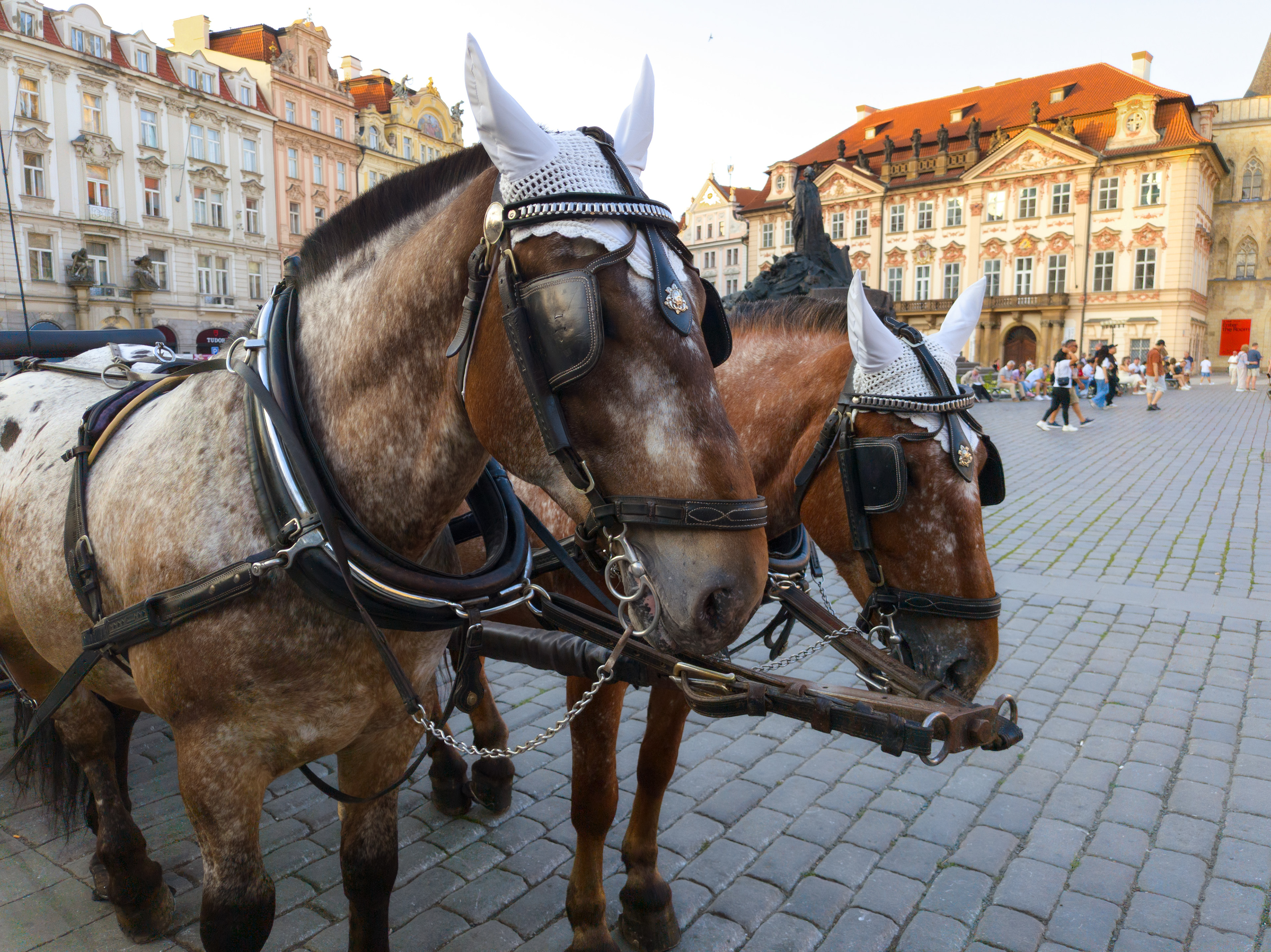 Horses For Tourists