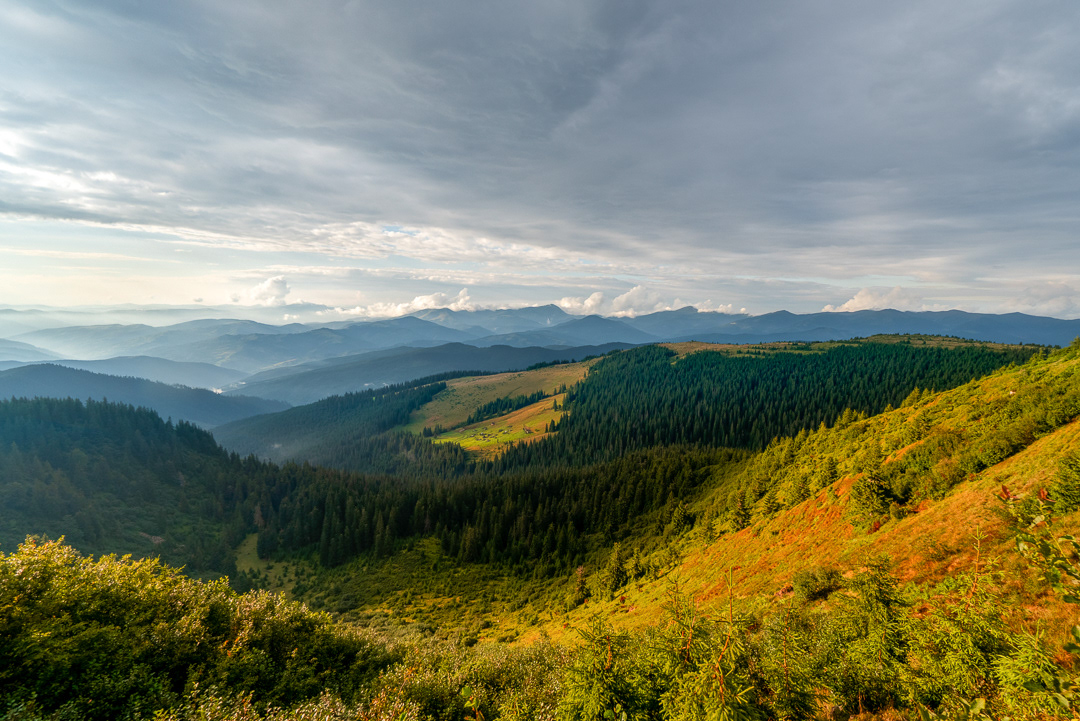 Carpathian forrests 2018