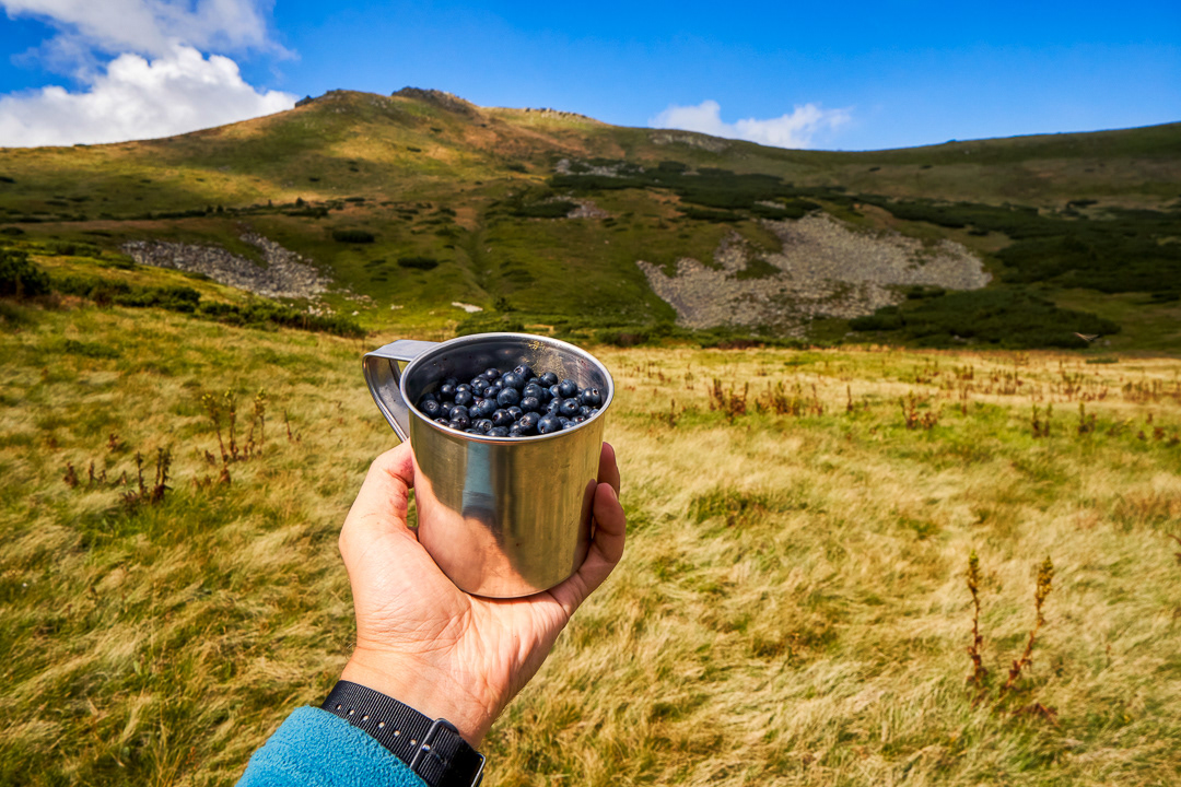 Morning delight 2017