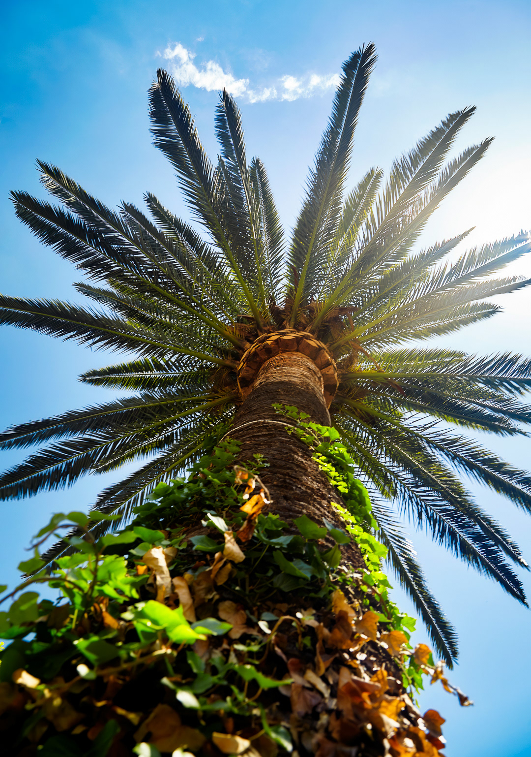Palm tree and sun 2014