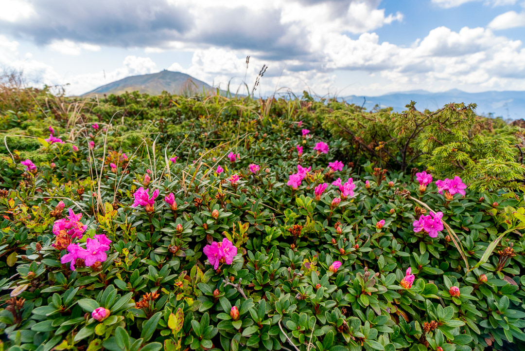 Carpathian flowers 2016