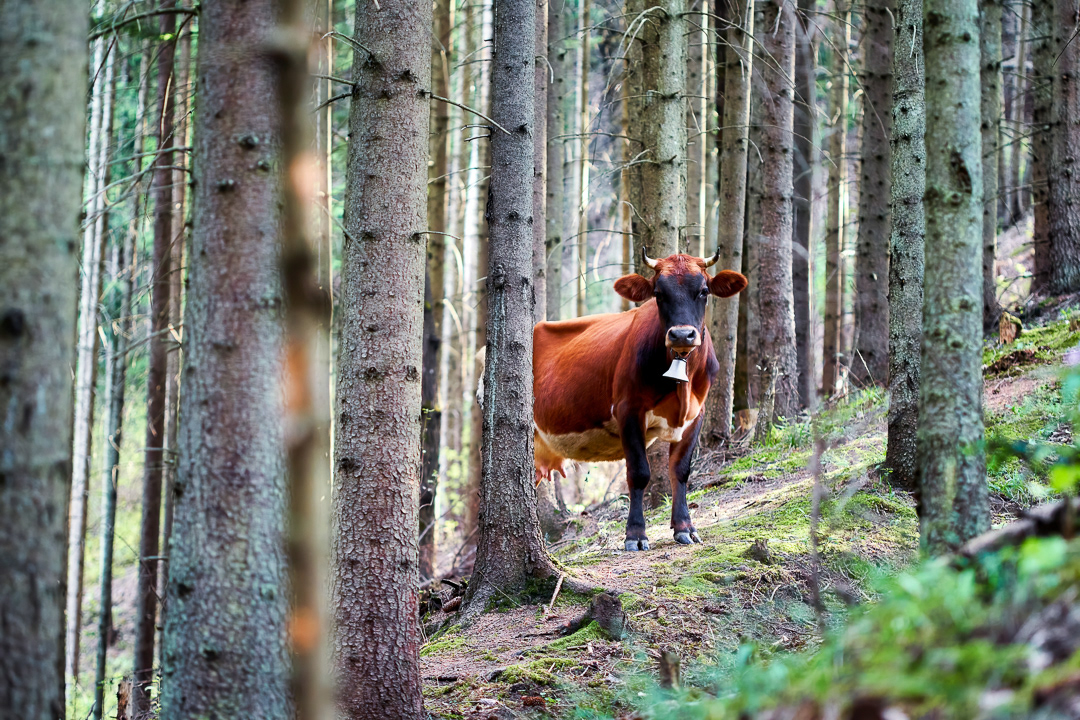 Unexpected meeting 2016