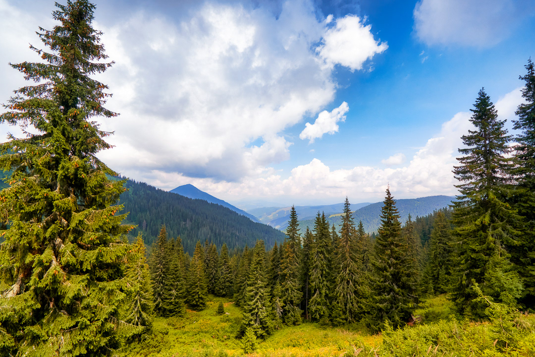 Through the forrest 2017