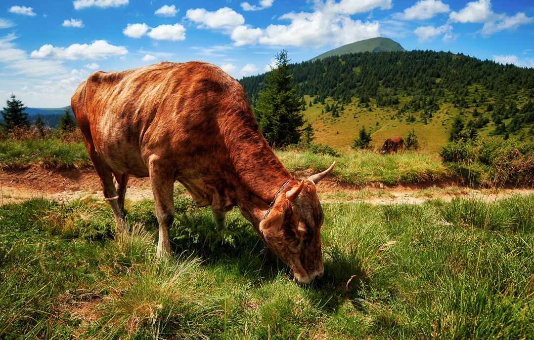 Mountain dweller 2018