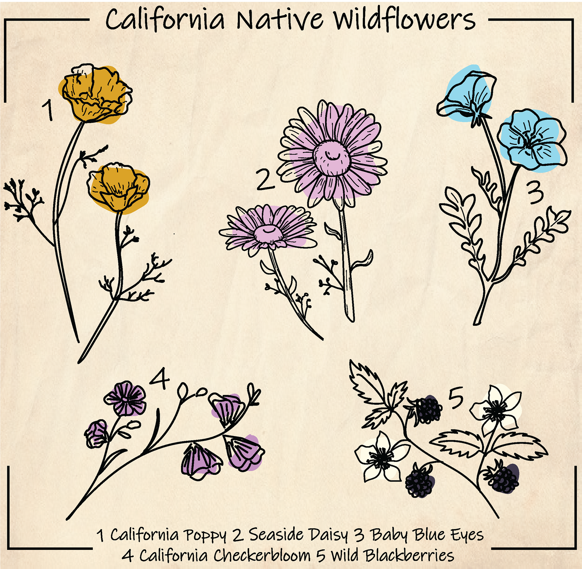 California Native Wildflowers, 2023