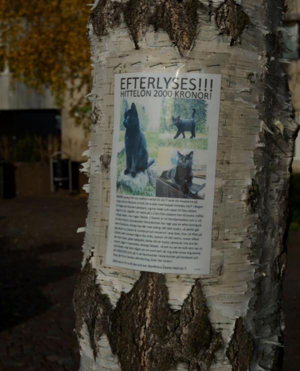 A sign for a missing cat, stapled to a tree near the fountain.