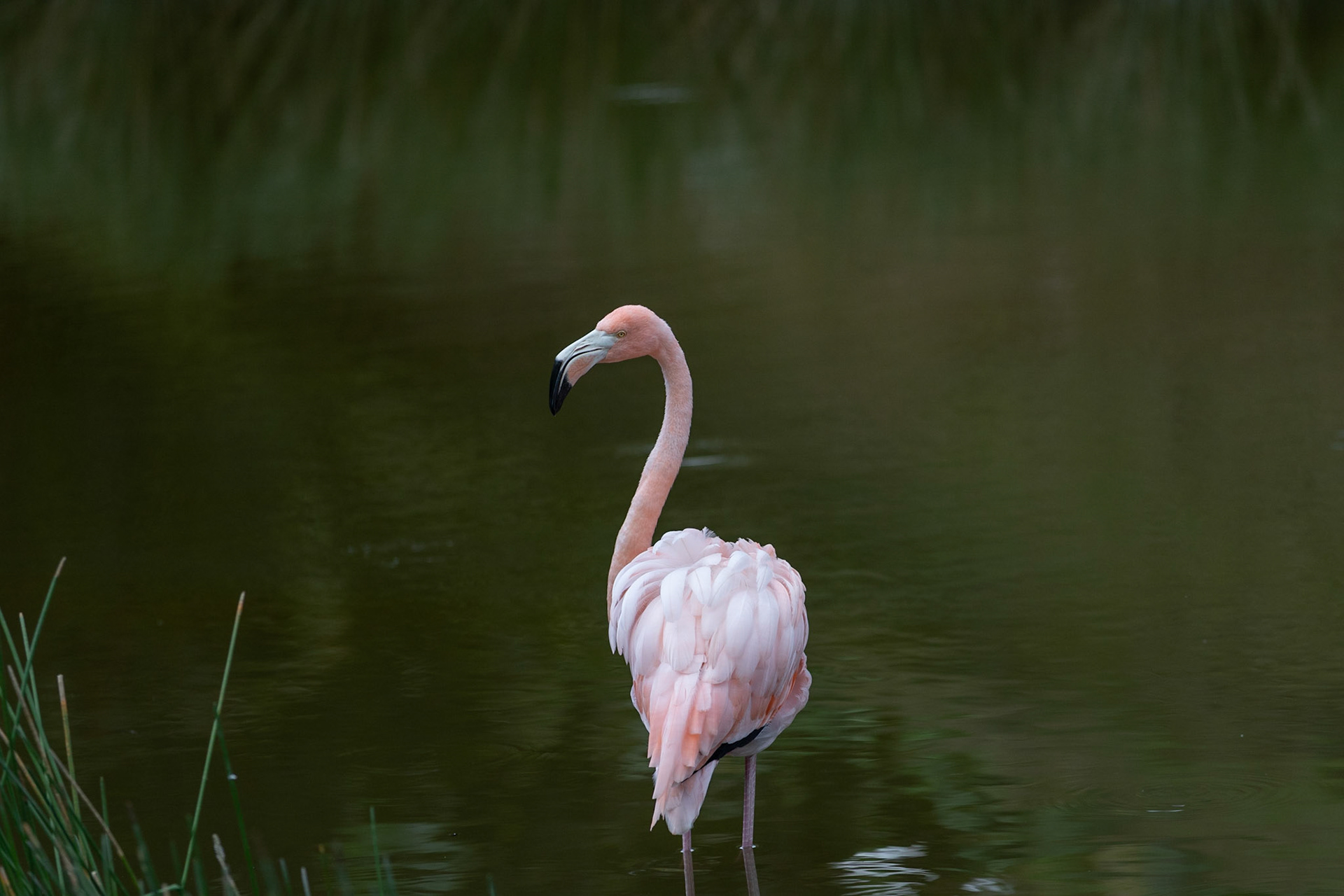 Phoenicopterus ruber. Ook wel grote flamingo, Caraïbische flamingo of Cubaanse flamingo genoemd.