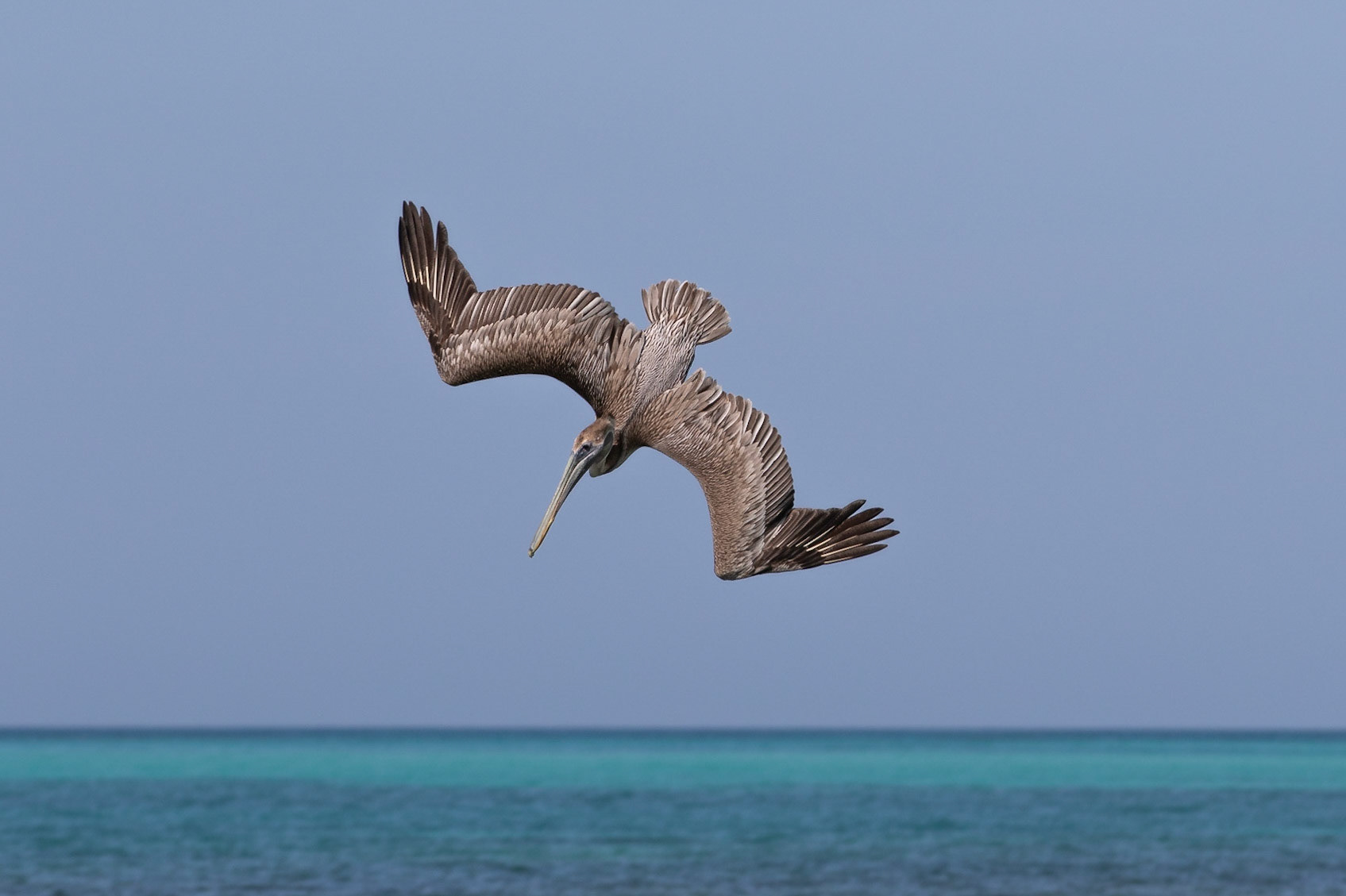 Pelecanus occidentalis