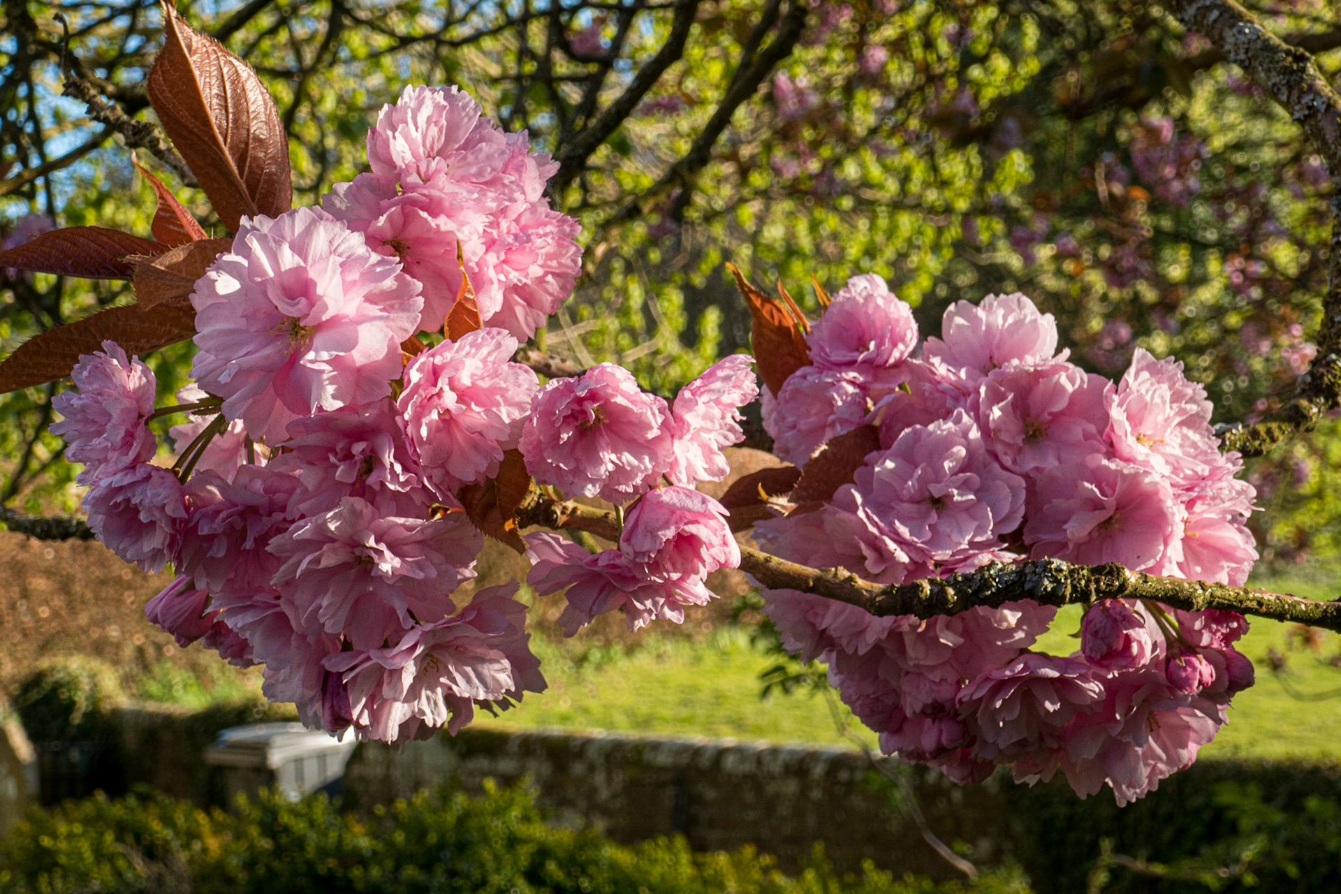 Cherry blossom in the churchyard
