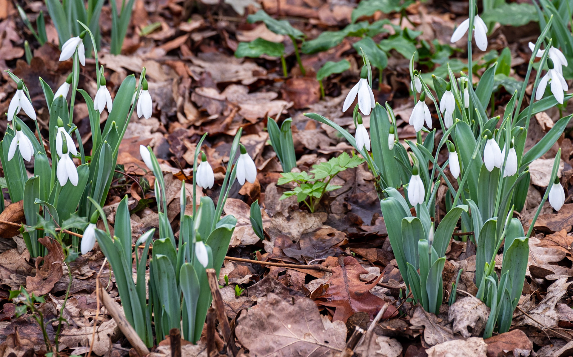 Snowdrops! The first sign of Spring :)