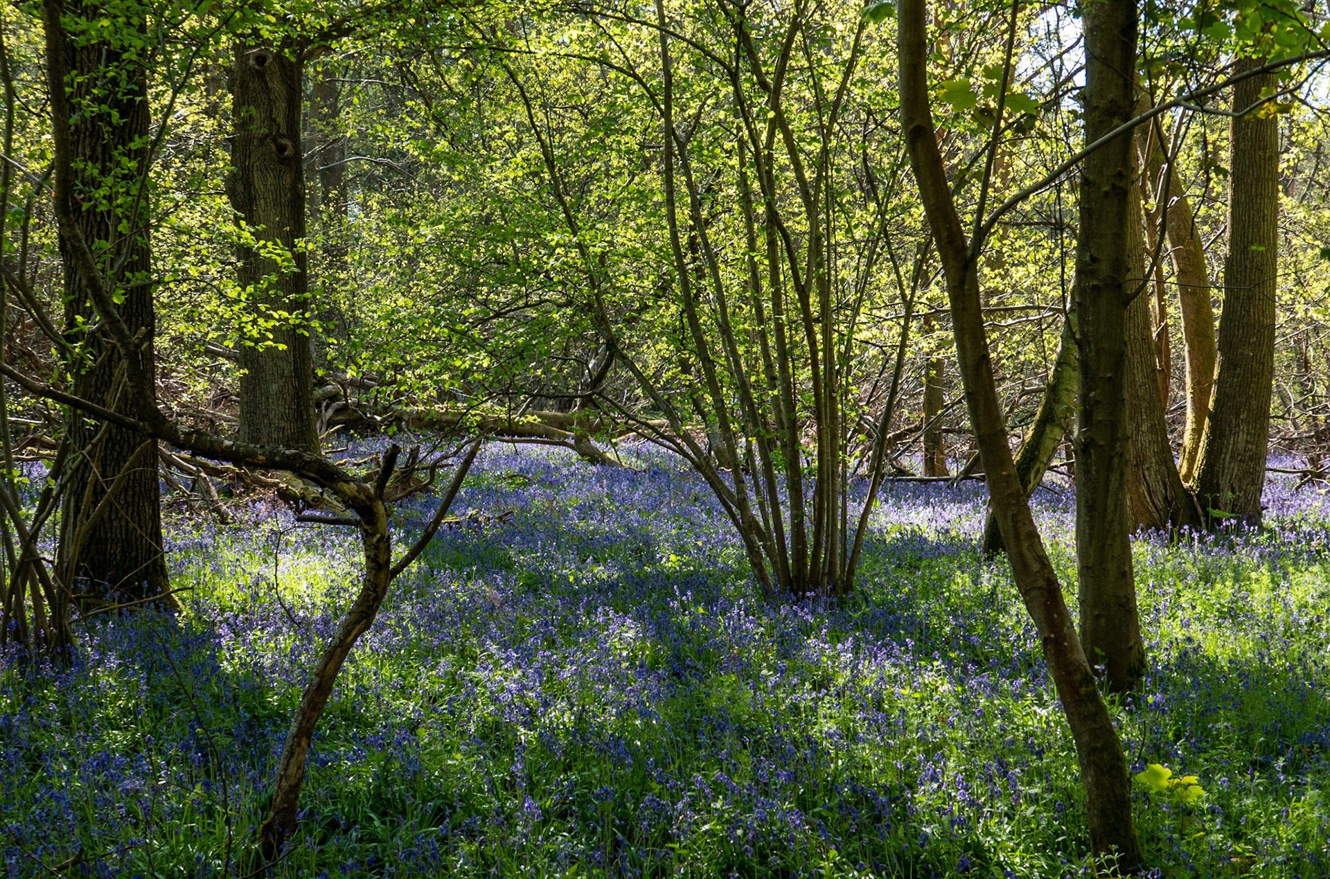 Bluebells in the woods