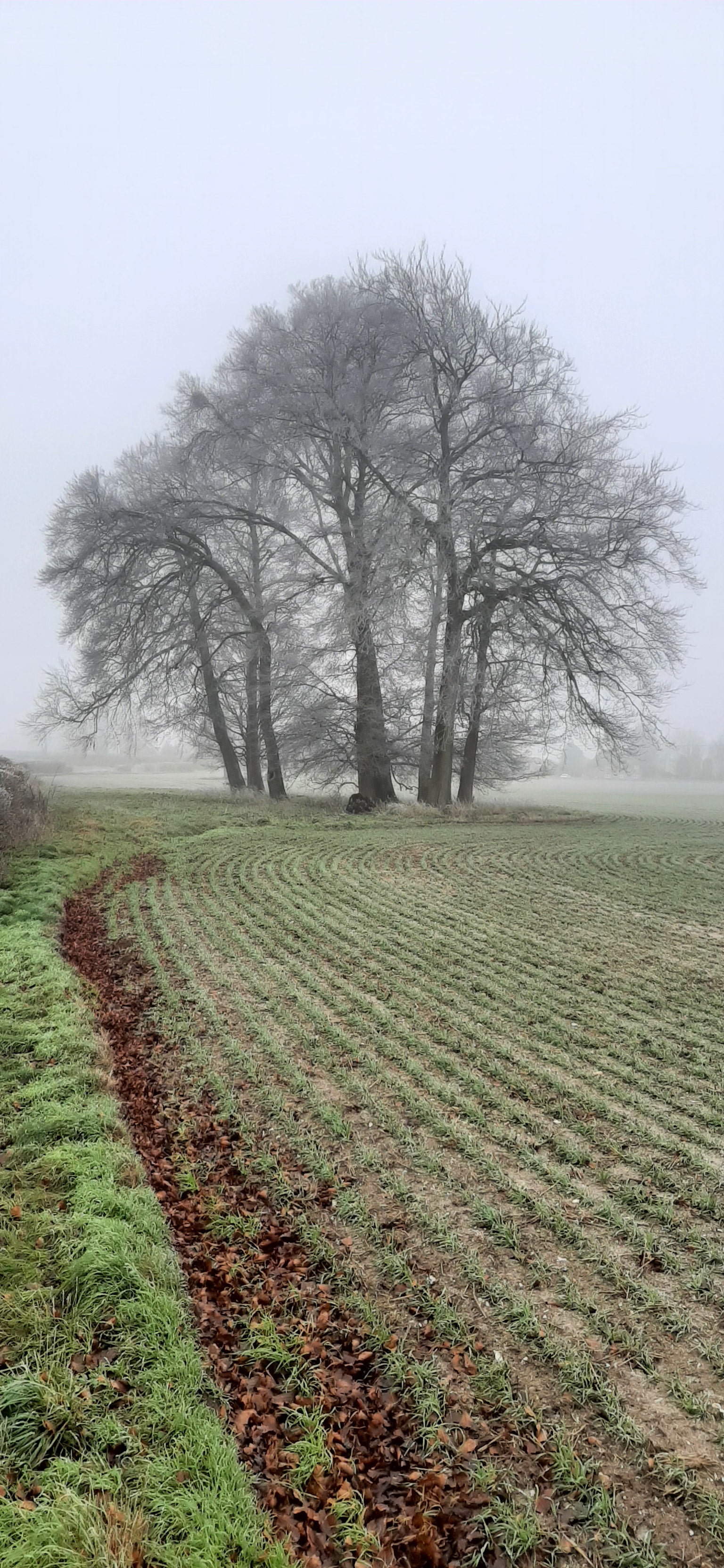 The green of the new shoots surrounds the frosted trees