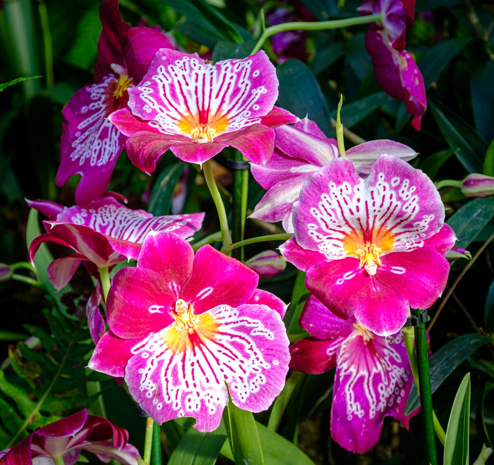 Bright orchids