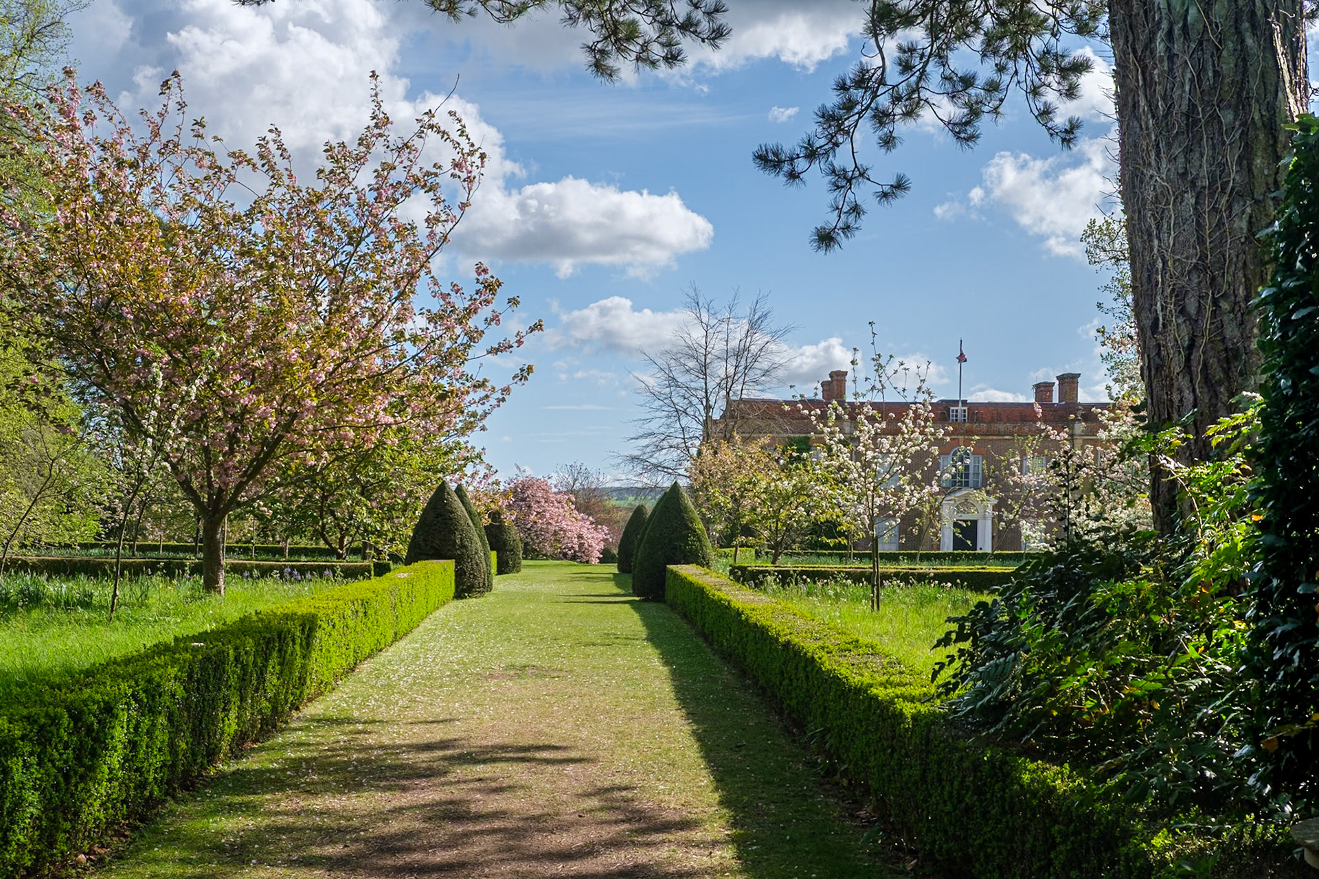 Distant cherry blossom by the house at Hinton Ampner