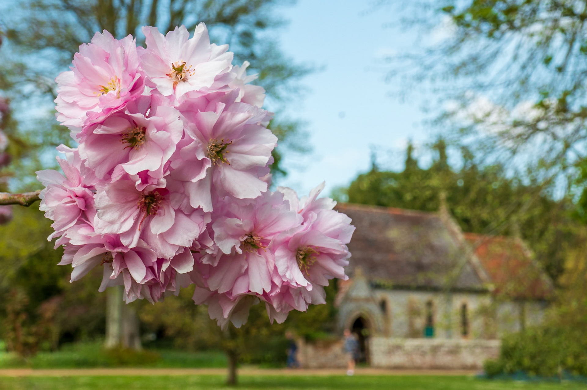 Blossom in front of the church at Hinton Ampner
