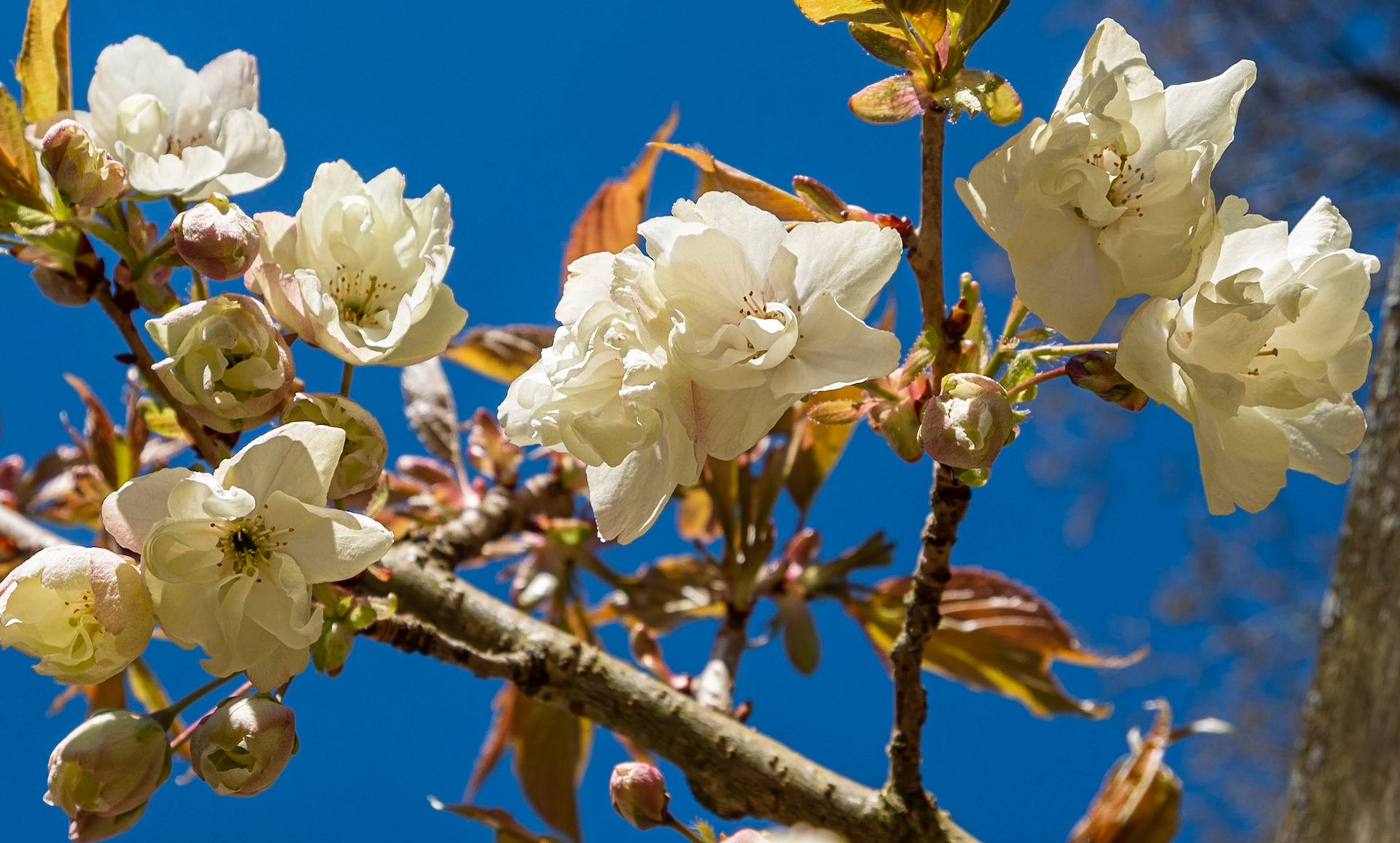 Magnolia against the sky