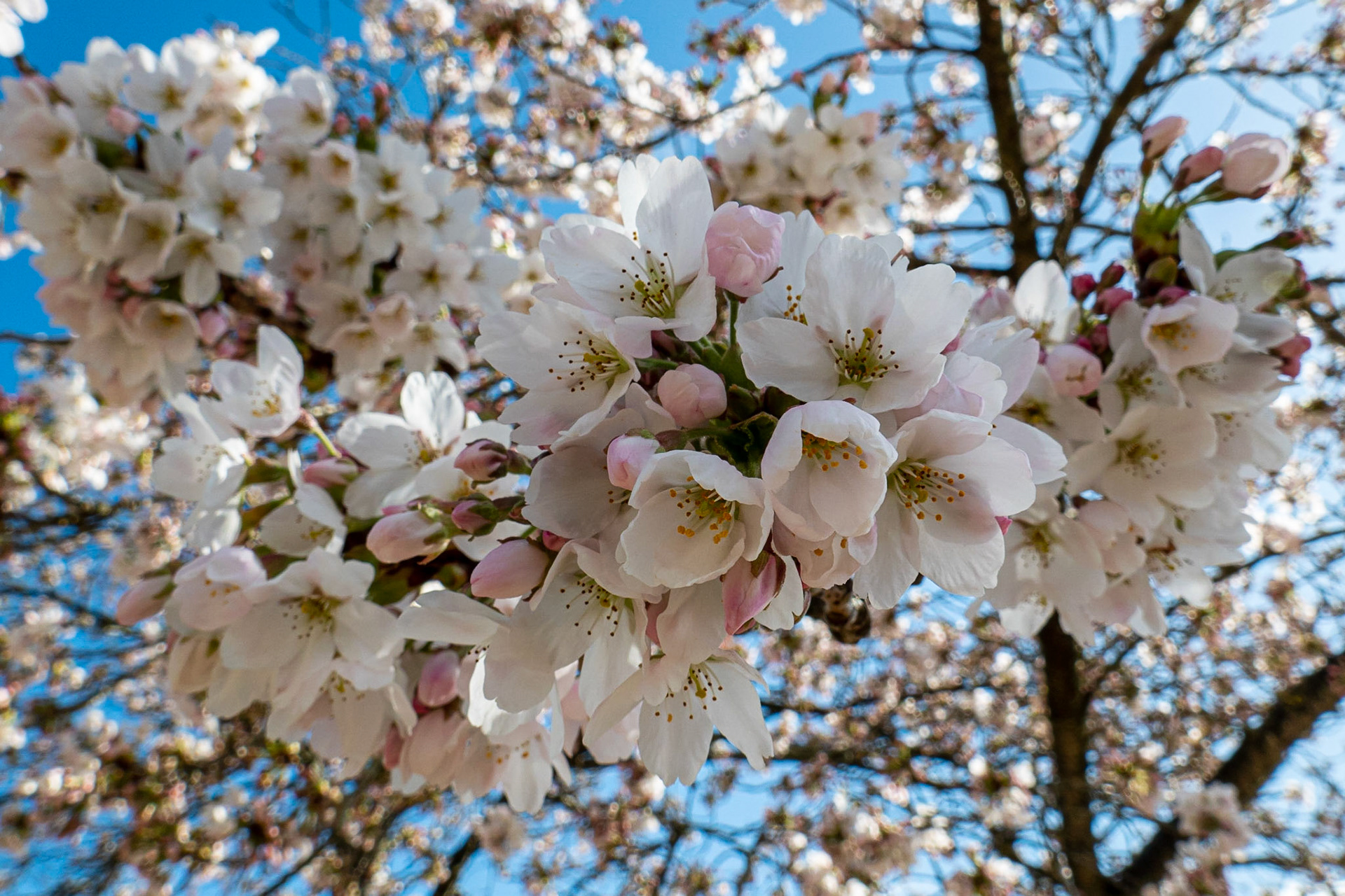 Cherry blossom