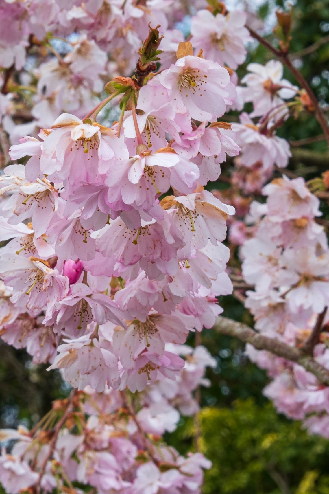 Cherry blossom