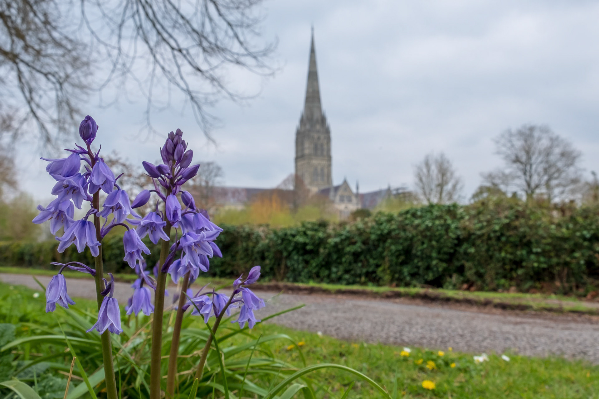 Early bluebells