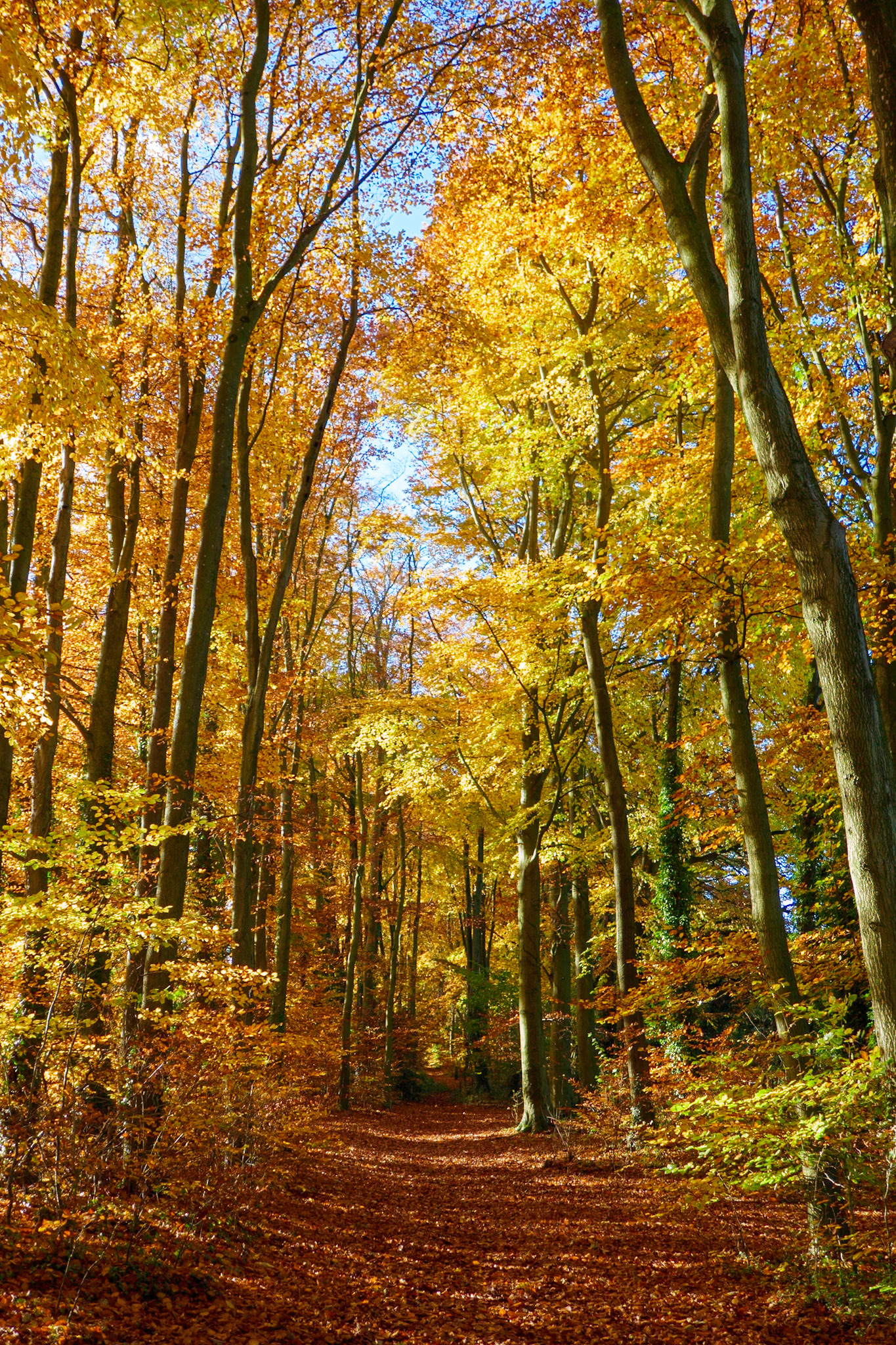 Parh through the Autumn colours
