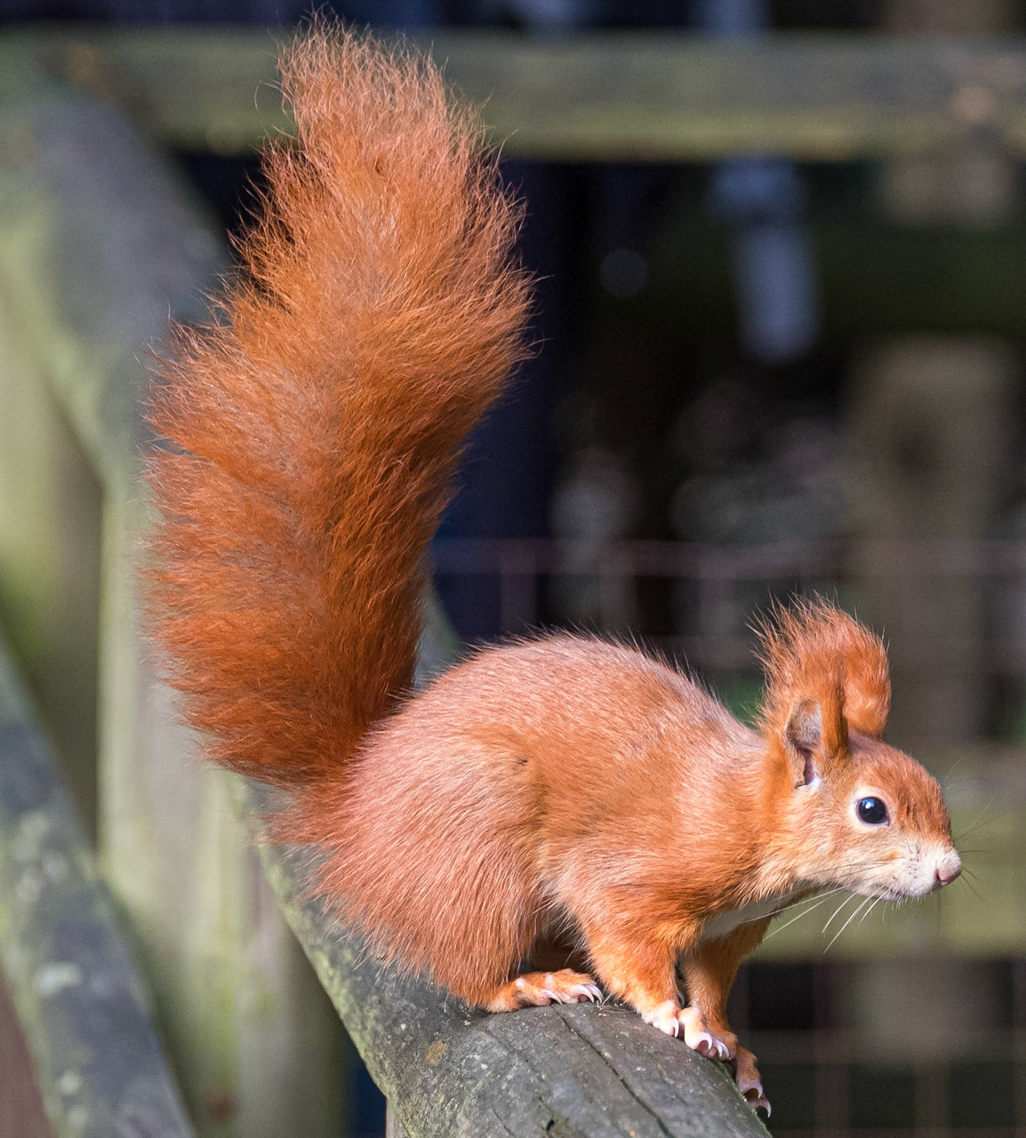 Red squirrel