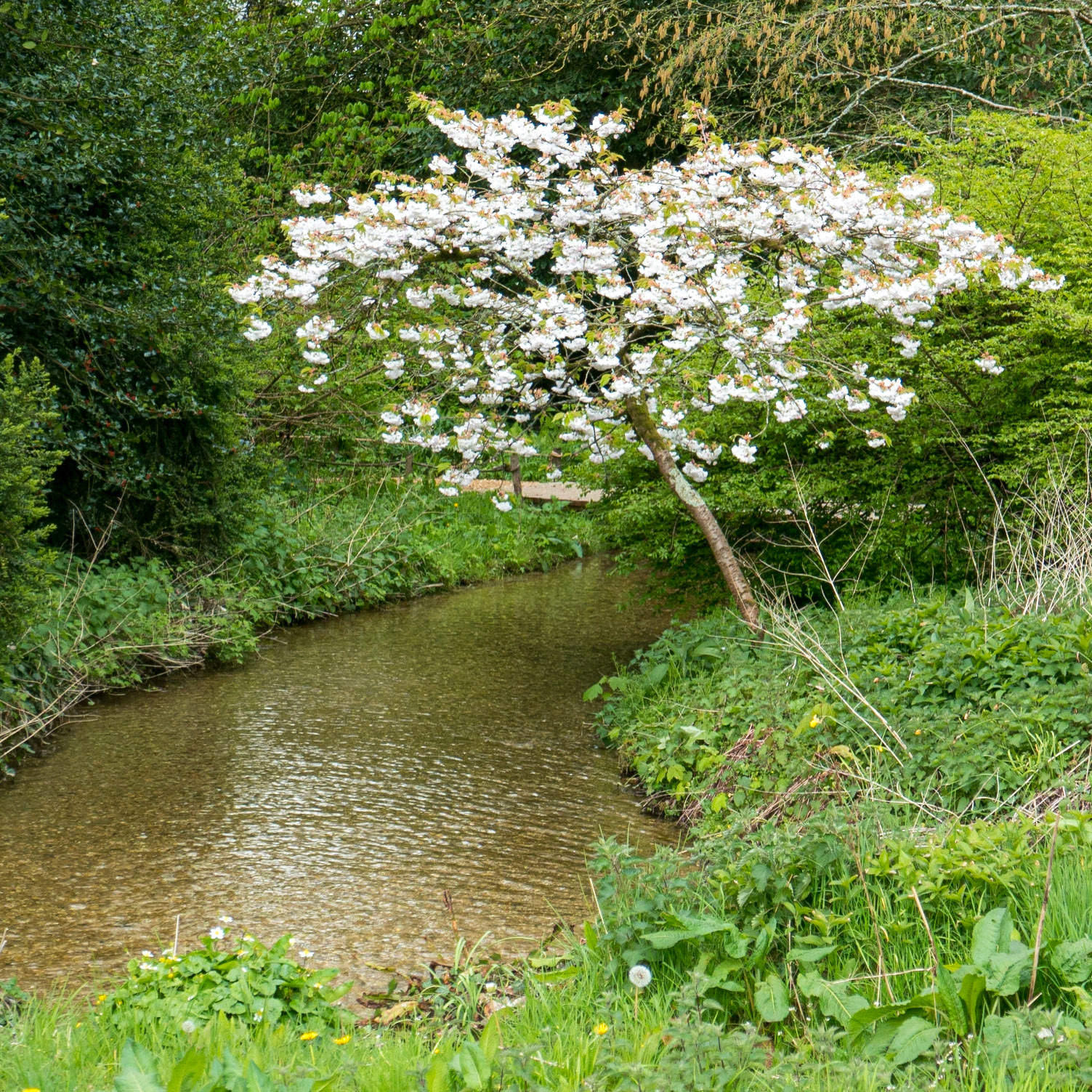 Blossom by the stream